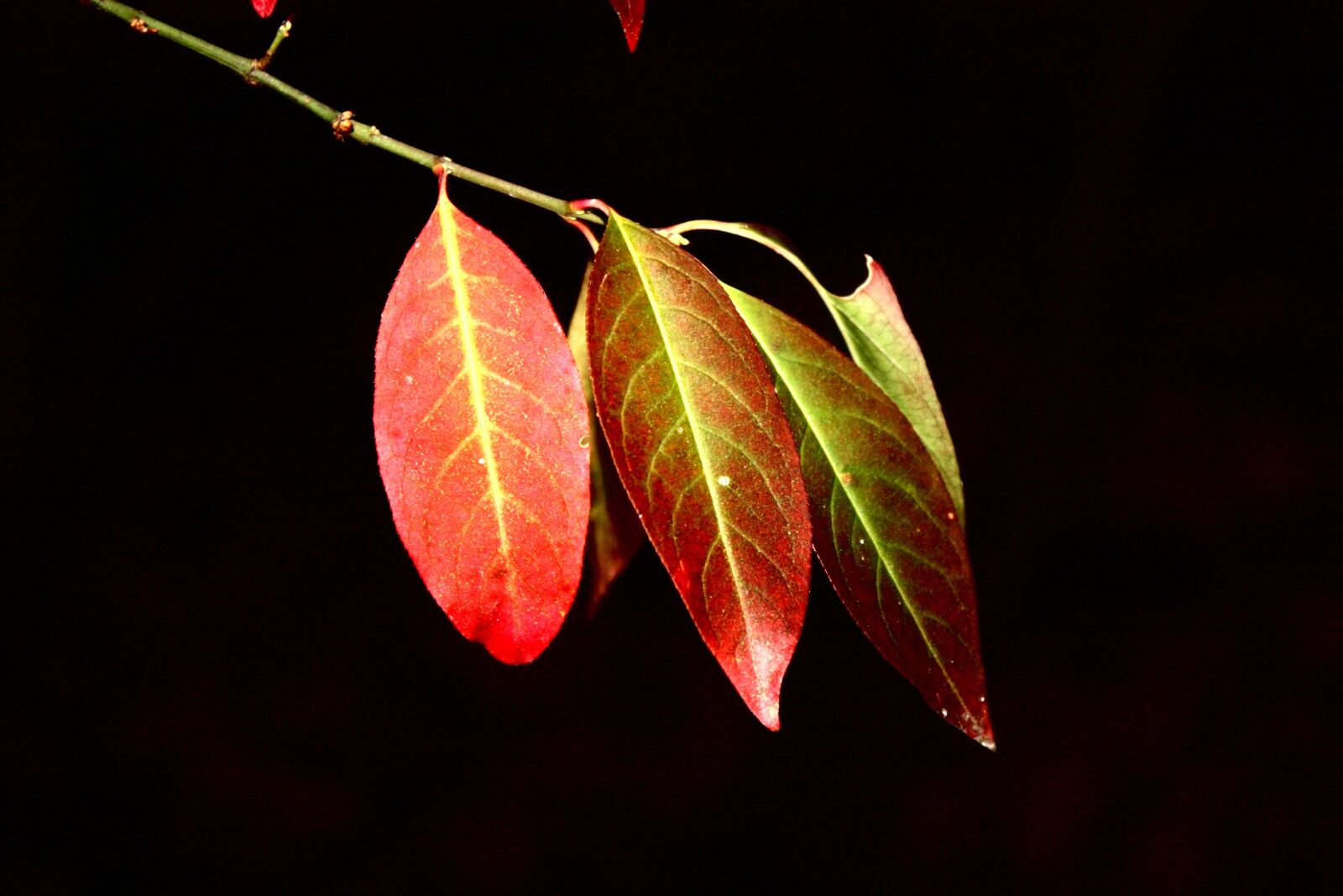 Canon EOS 450D (EOS Rebel XSi / EOS Kiss X2) sample photo. Leaf, autumn, colorful photography