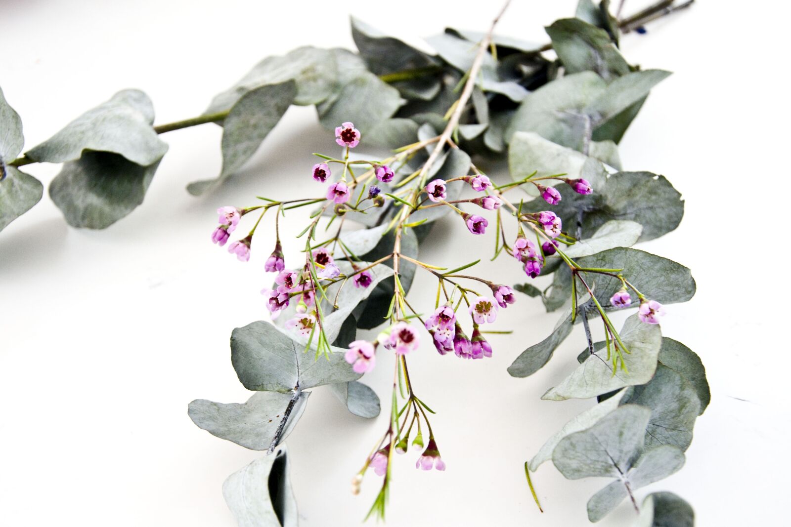 Nikon D3100 sample photo. Eucalyptus, flowers, floral photography