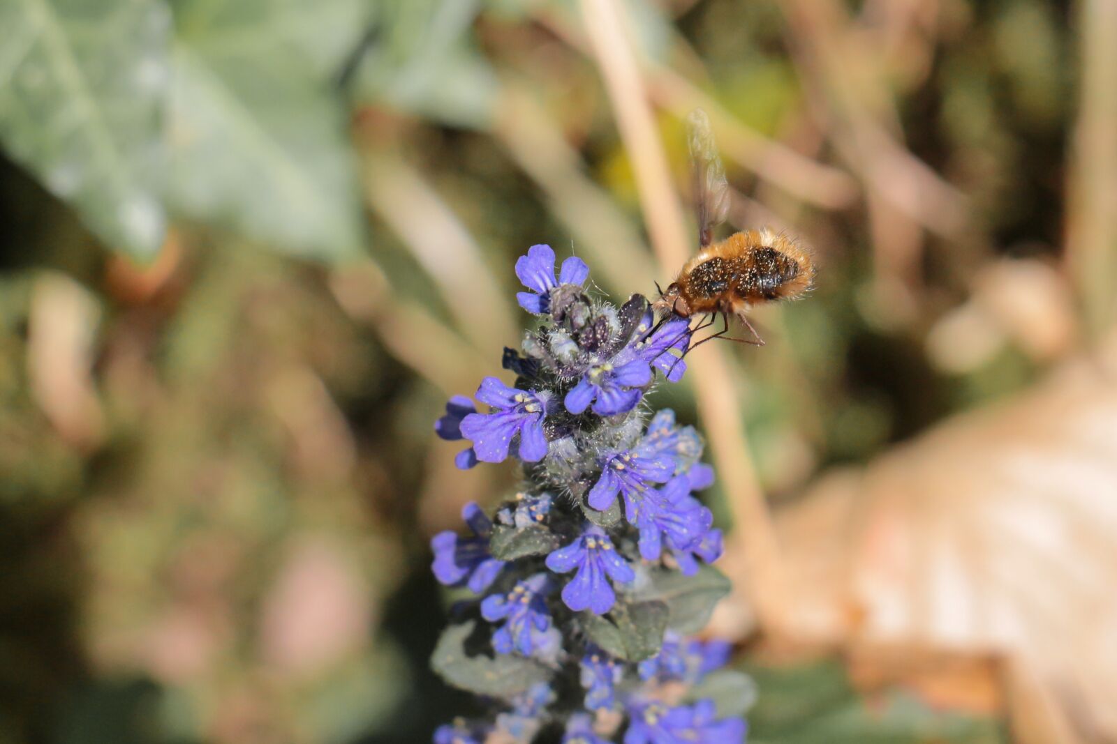 Canon EOS 700D (EOS Rebel T5i / EOS Kiss X7i) sample photo. Nature, insect, flower photography