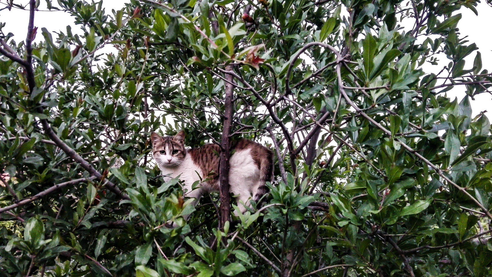 HUAWEI P8 Lite sample photo. African, cat, bamboo, trees photography
