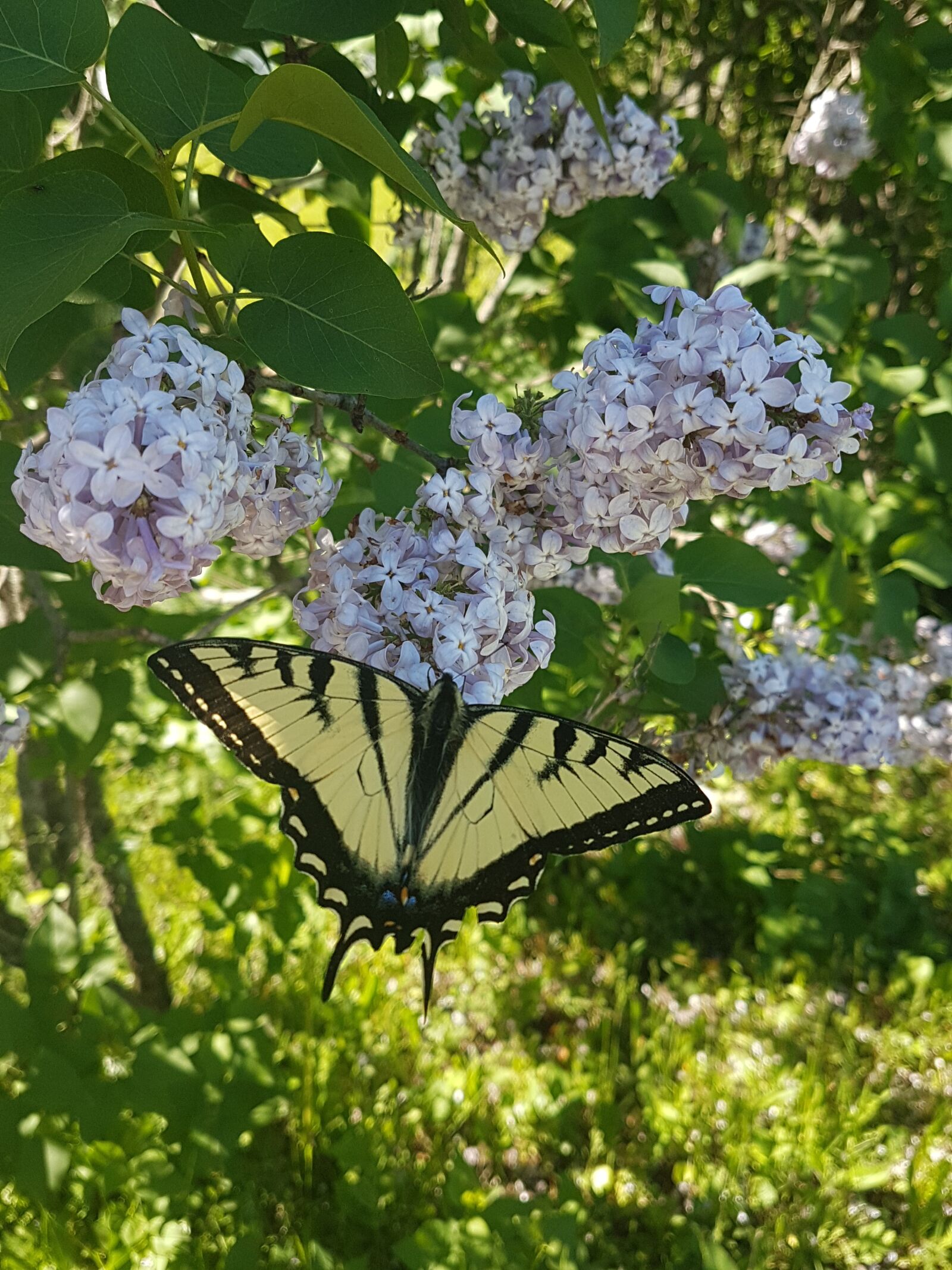 Samsung Galaxy S7 sample photo. Lilac, monarch, butterfly photography