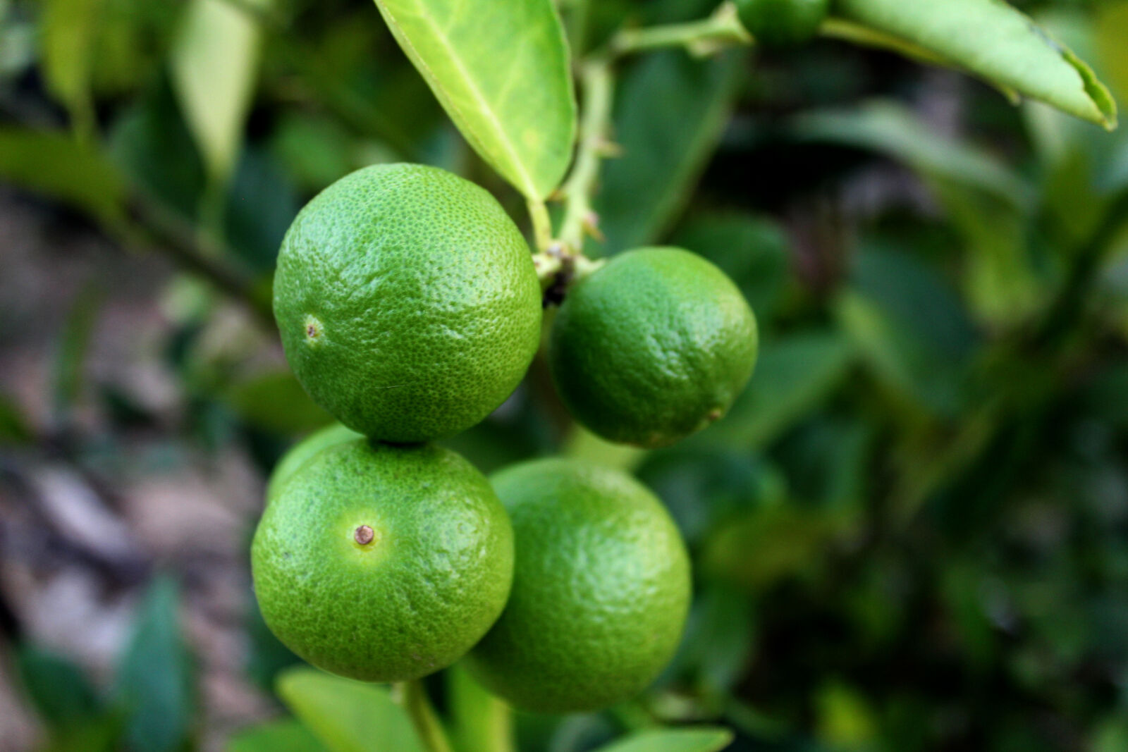 Canon EOS 650D (EOS Rebel T4i / EOS Kiss X6i) sample photo. Blur, citrus, fruit, close photography