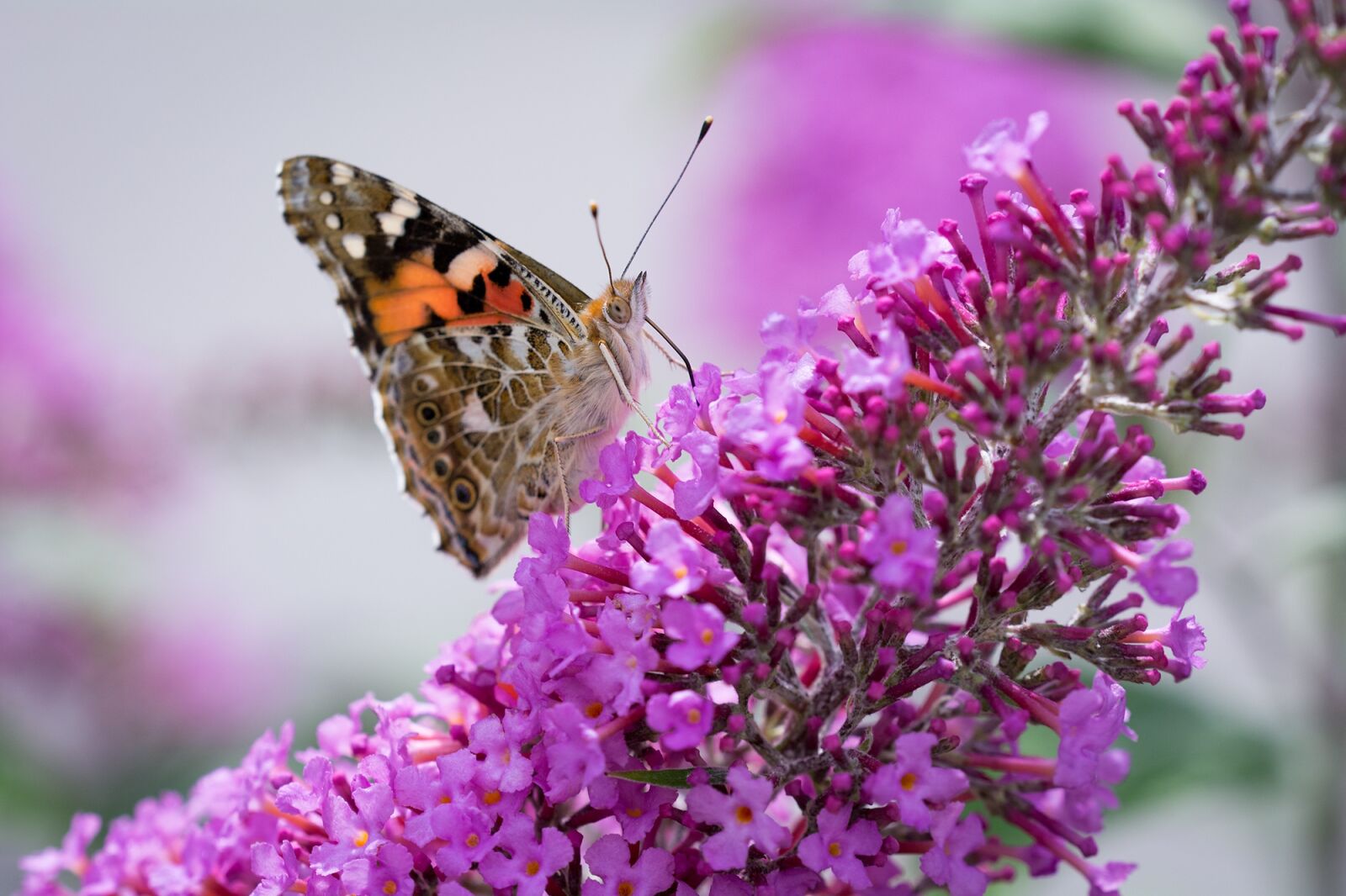 Nikon D7100 sample photo. Butterfly, lilac, summer lilac photography
