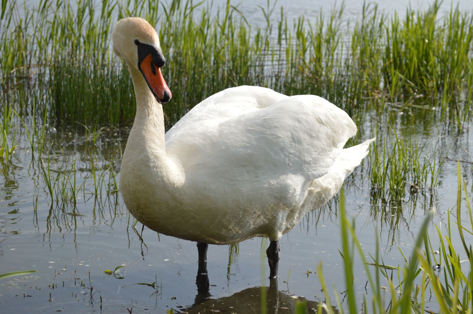 Nikon D3200 sample photo. Swan, water bird, animal photography