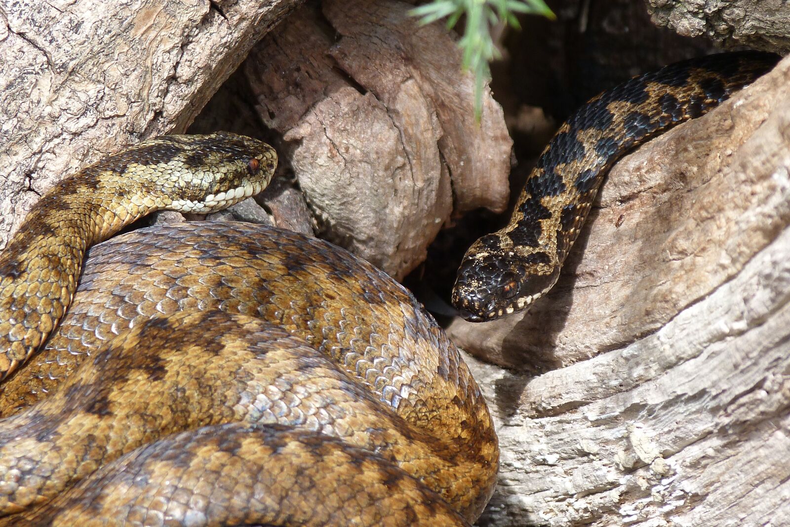 Panasonic Lumix DMC-FZ40 (Lumix DMC-FZ45) sample photo. Snakes, adders, reptiles photography