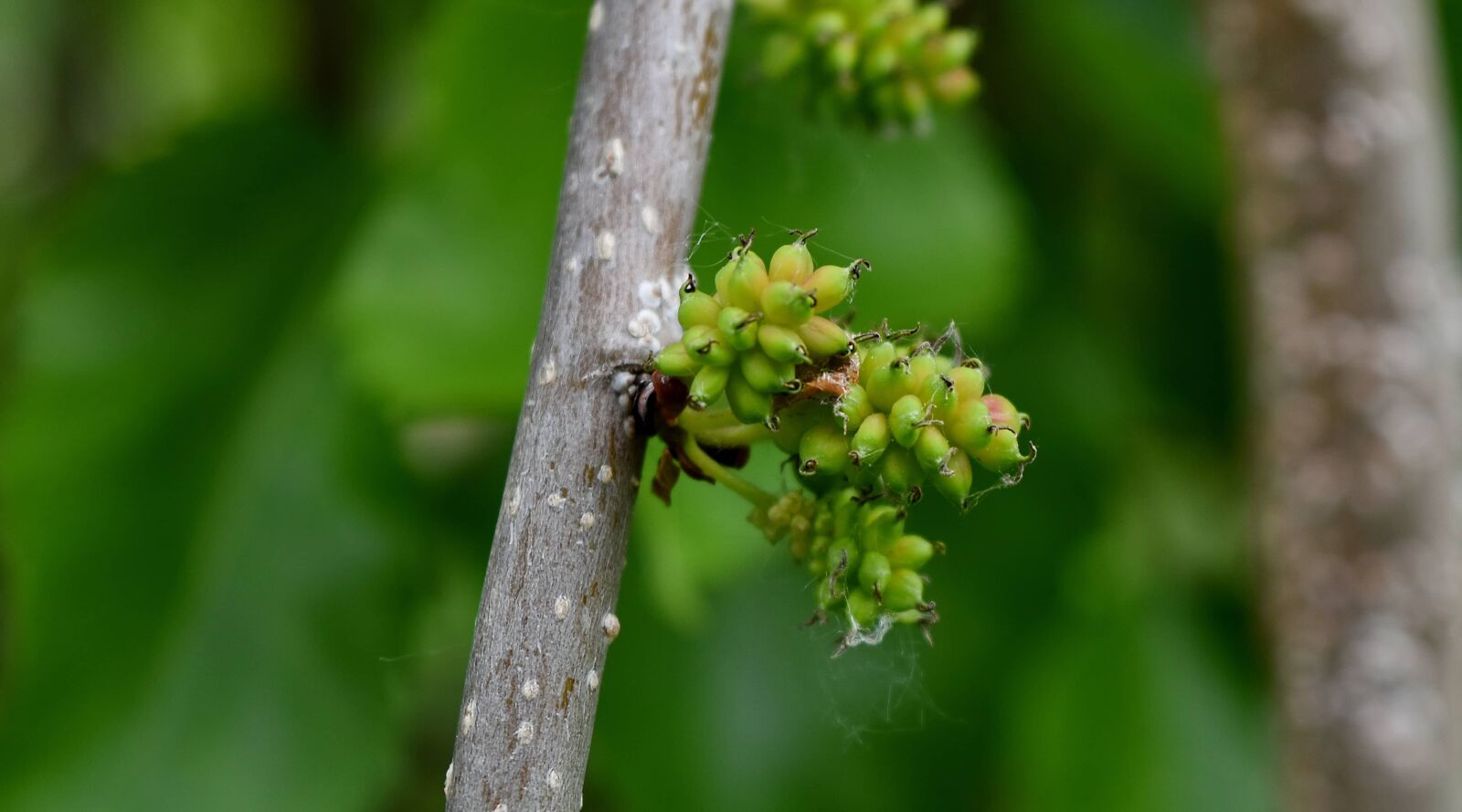 Nikon D5500 sample photo. Vineyard, nature, grapes, leaf photography