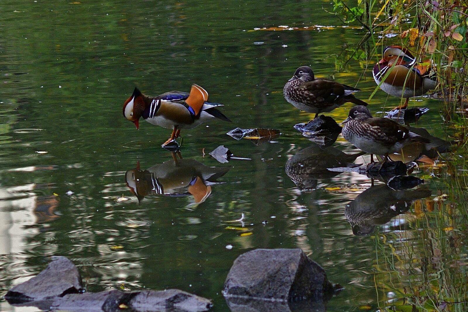 Nikon D5200 sample photo. Mandarinente, park lake, mirror photography