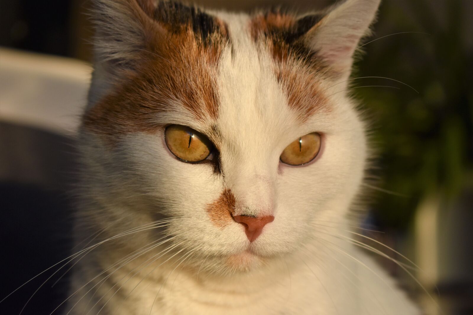 Nikon D5500 sample photo. Cat, white, animal photography