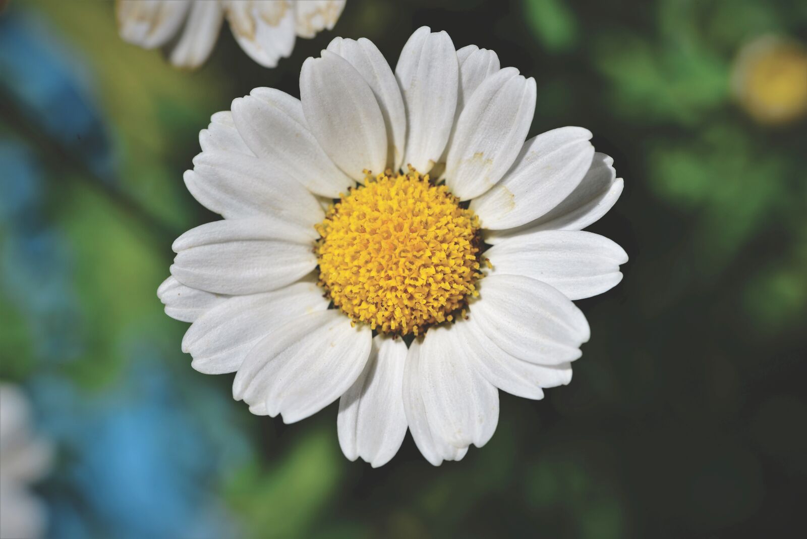 Nikon D800 sample photo. Margarite, flower, blossom photography