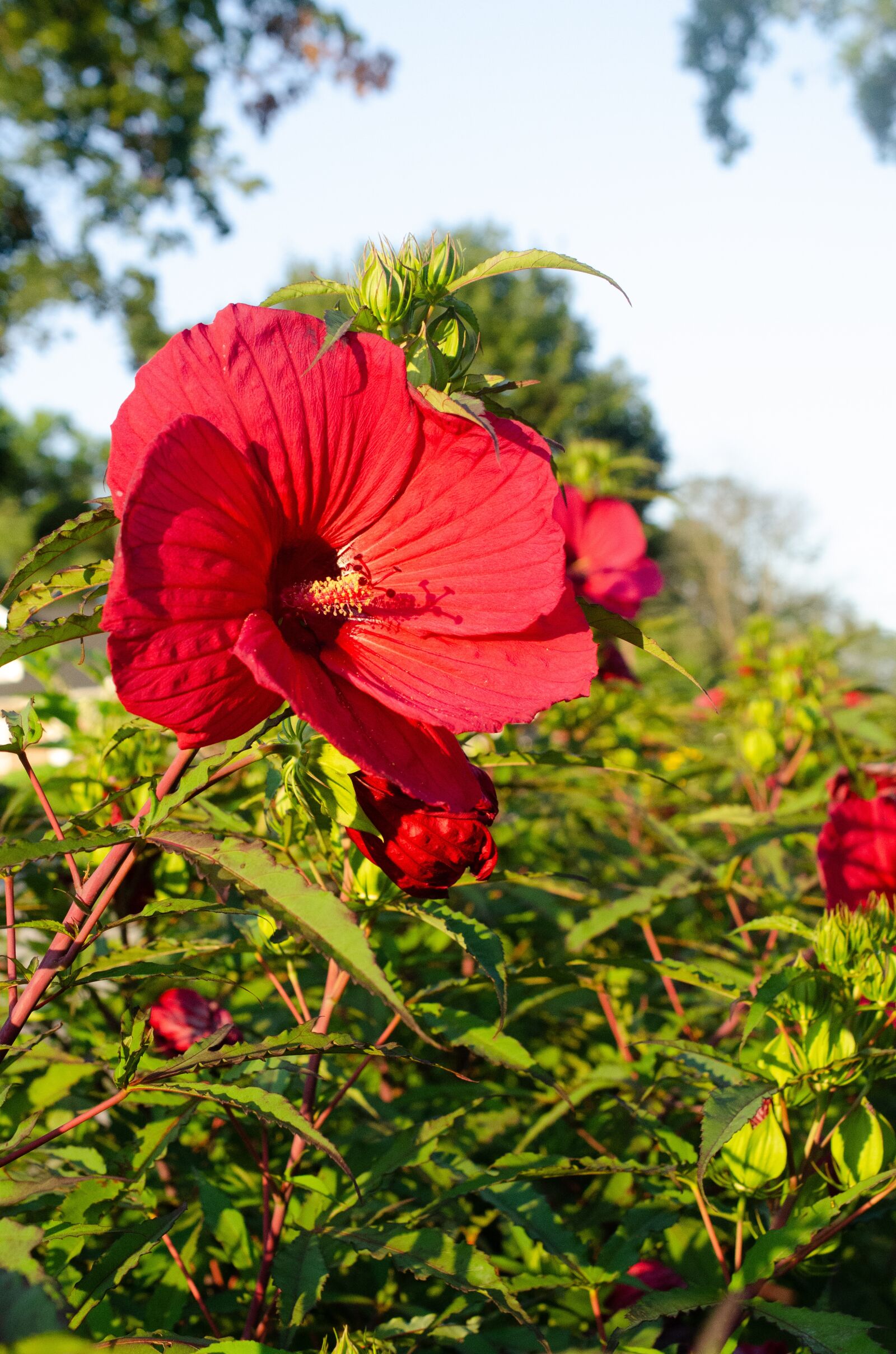 Nikon D7000 sample photo. Hibiscus, red, red flower photography