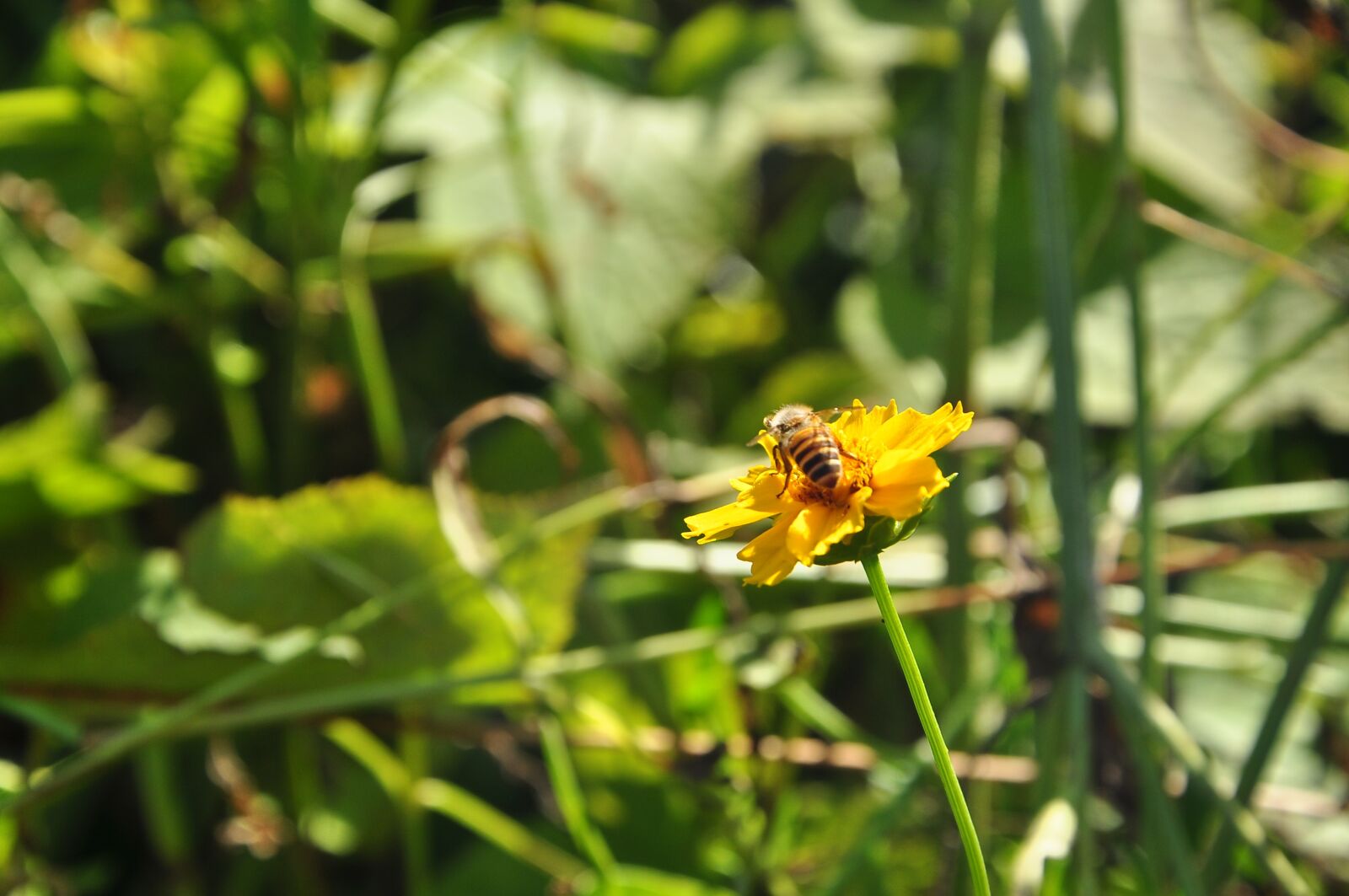 Nikon D90 sample photo. Nature, insect, flora photography