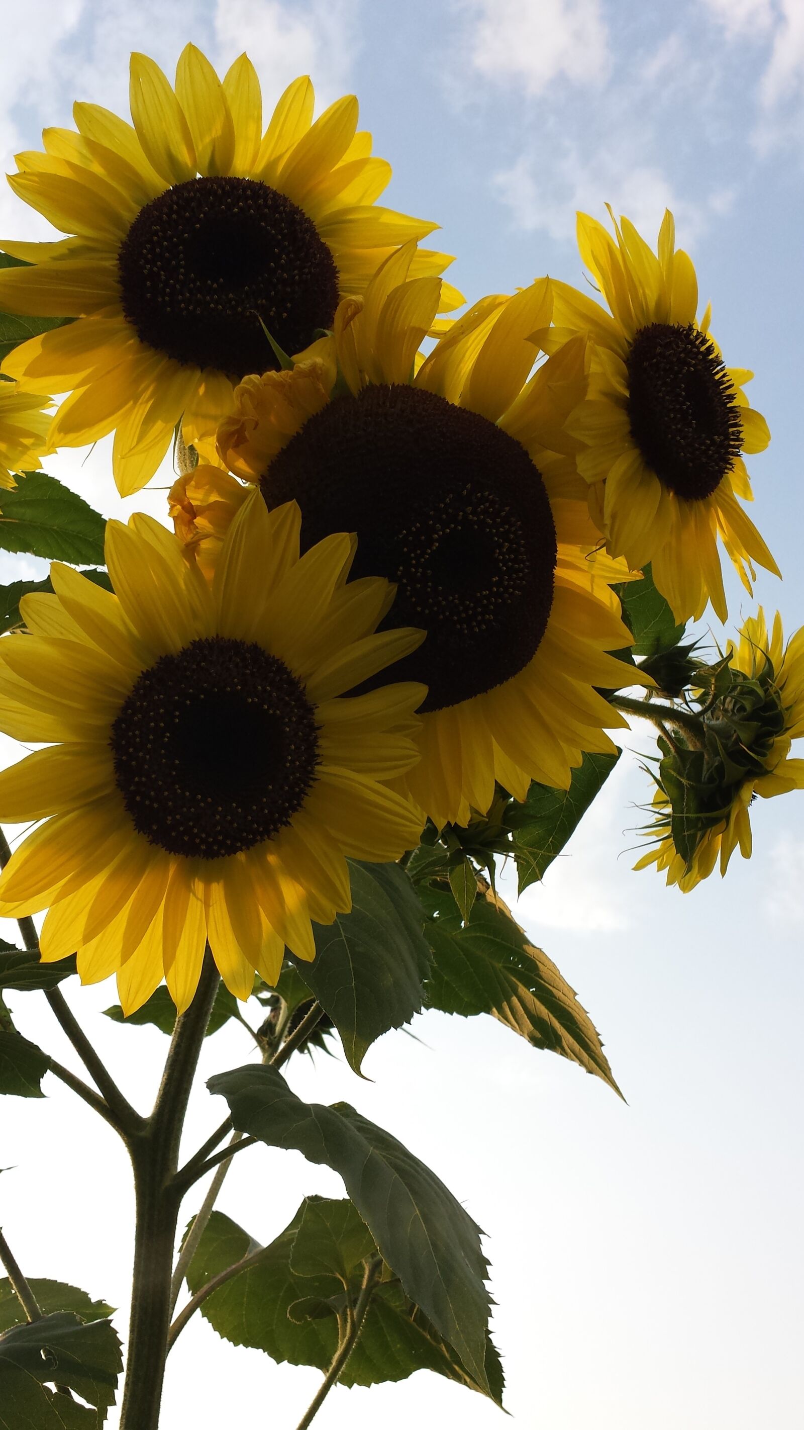 Samsung Galaxy S4 sample photo. Sunflower, flower, nature photography