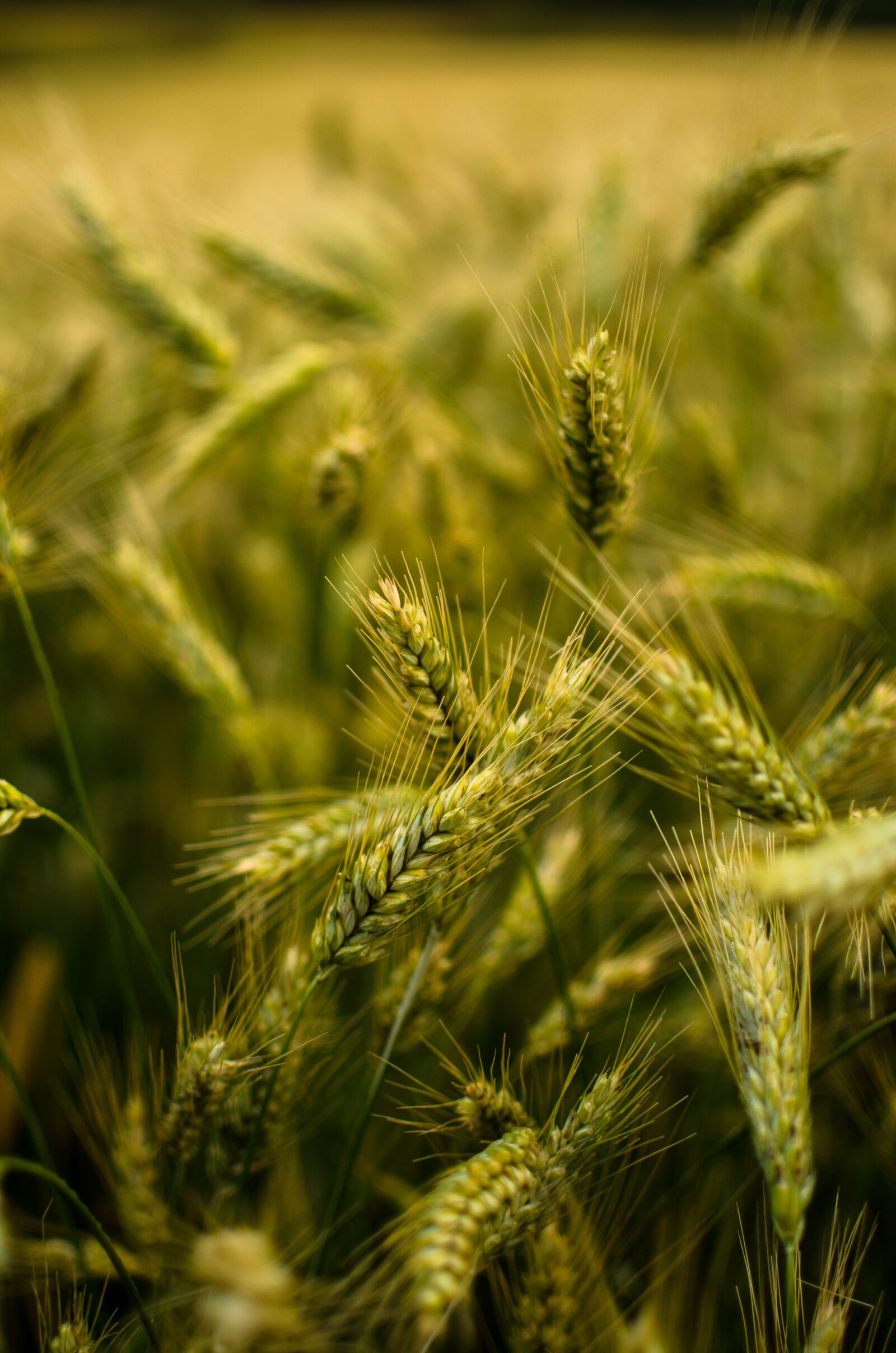 Nikon D5100 sample photo. Field, the ecclesia, nature photography