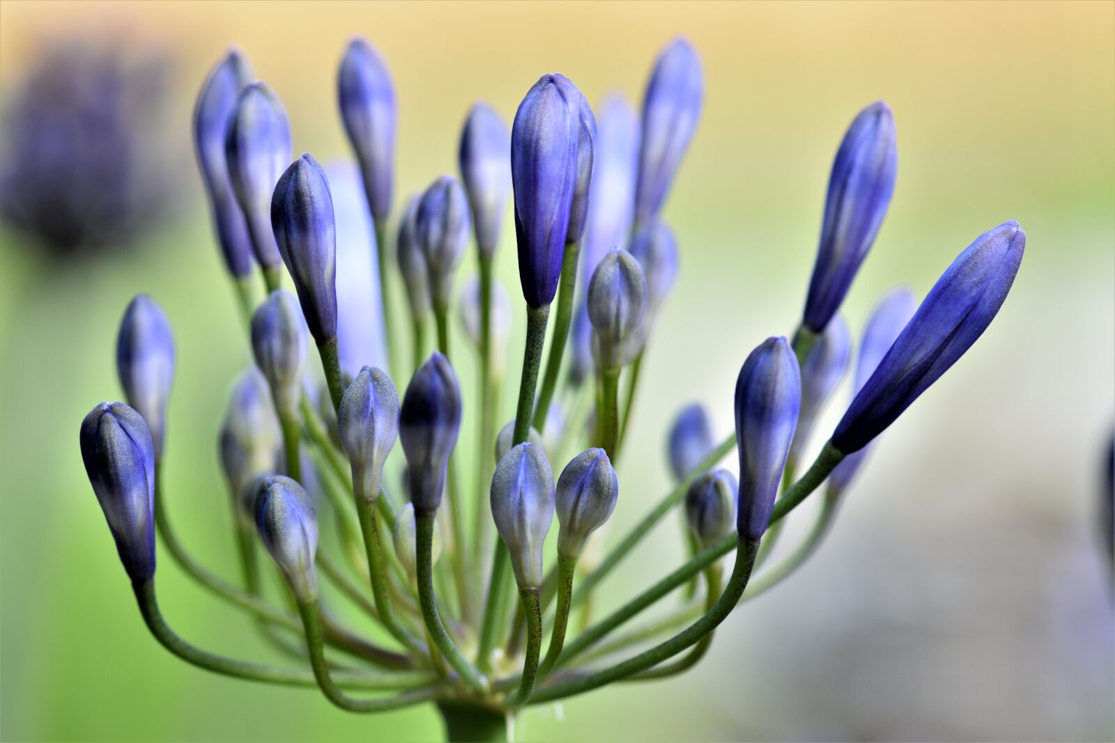 Nikon D5500 sample photo. Agapanthus, flower, blossom photography