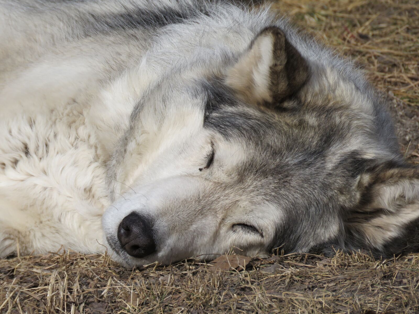 Canon PowerShot SX60 HS sample photo. Wolfdog, wolf, dog photography