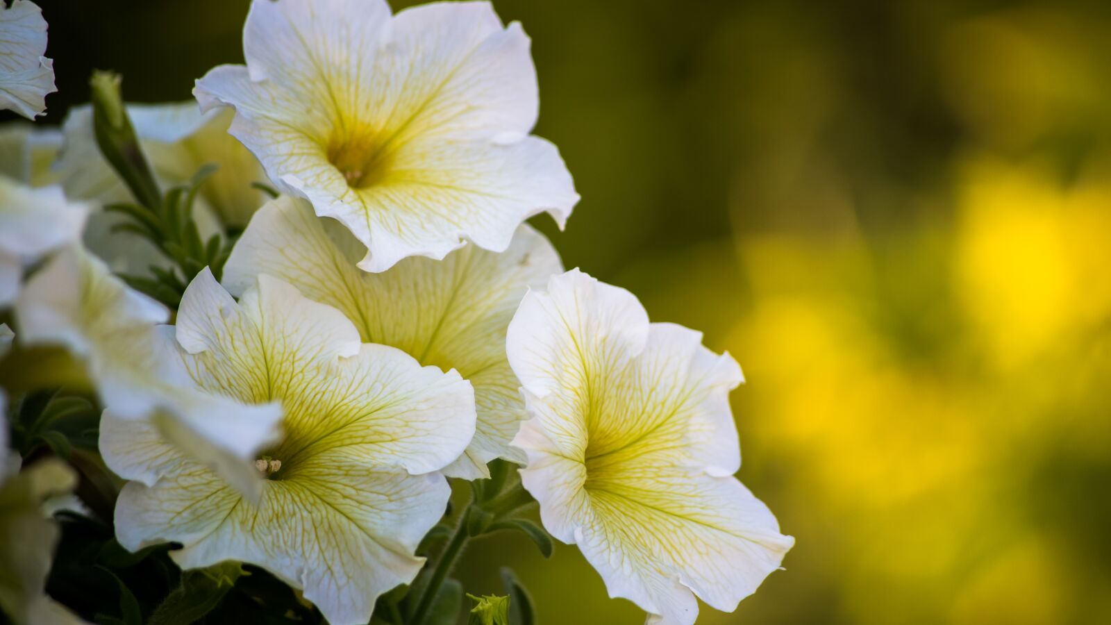 Nikon D610 sample photo. Plants, flower, bokeh photography