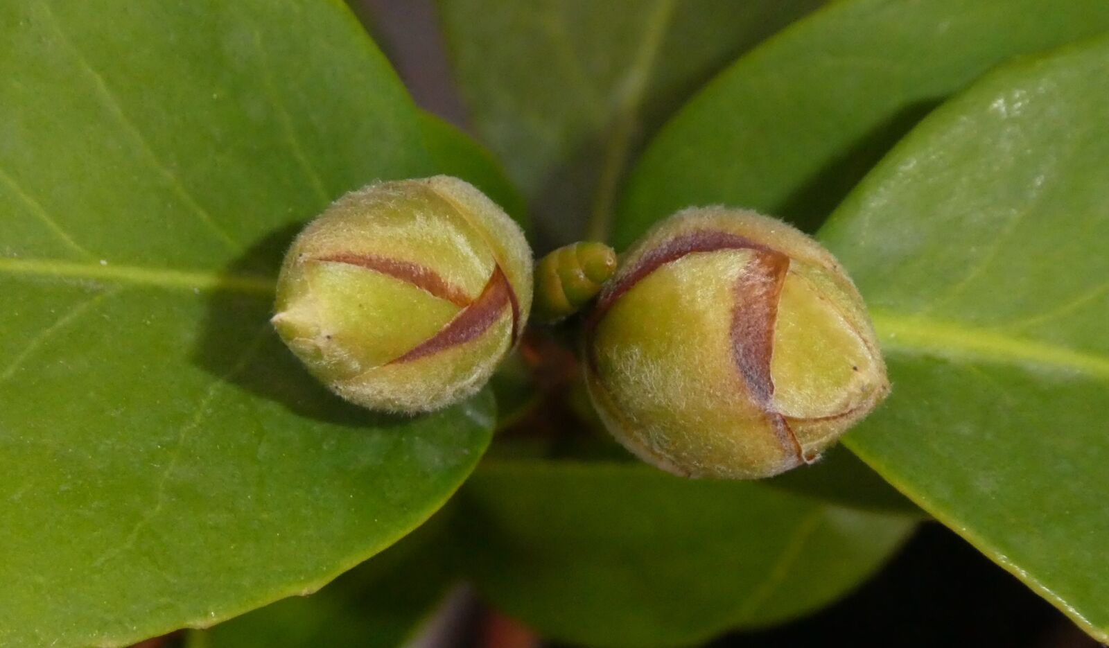 Panasonic DMC-TZ81 sample photo. Bud, hairy, green photography