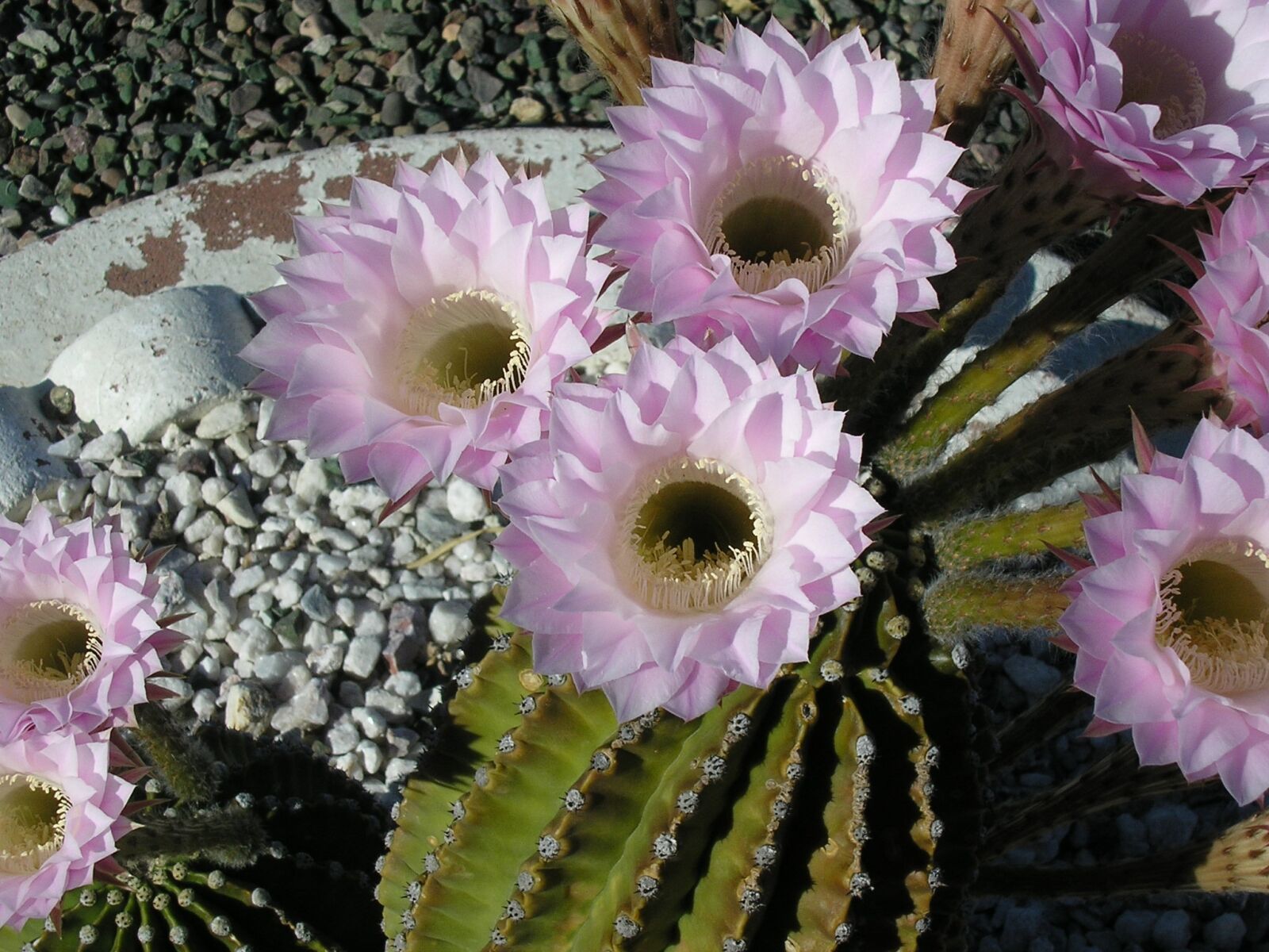 Olympus X100,D540Z,C310Z sample photo. Flower, blossom, cactus flower photography