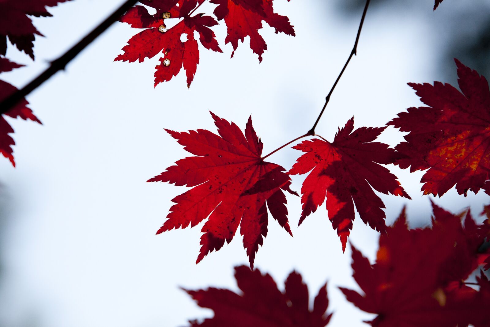 Canon EOS 5D sample photo. Autumn leaves, leaves, autumn photography