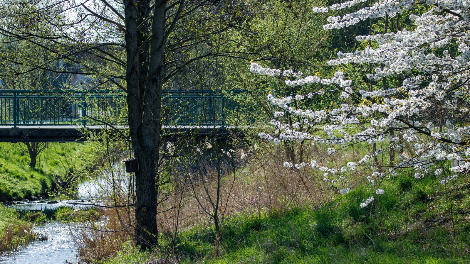 Canon EOS 80D sample photo. Bridge, spring, tree photography
