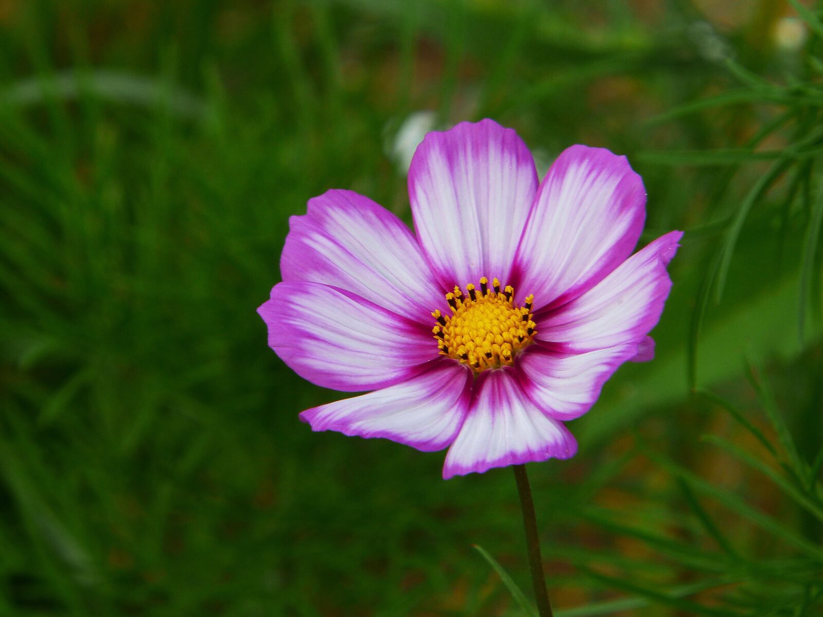 Panasonic Lumix DMC-FZ200 sample photo. Cosmea, cosmos, flower meadow photography