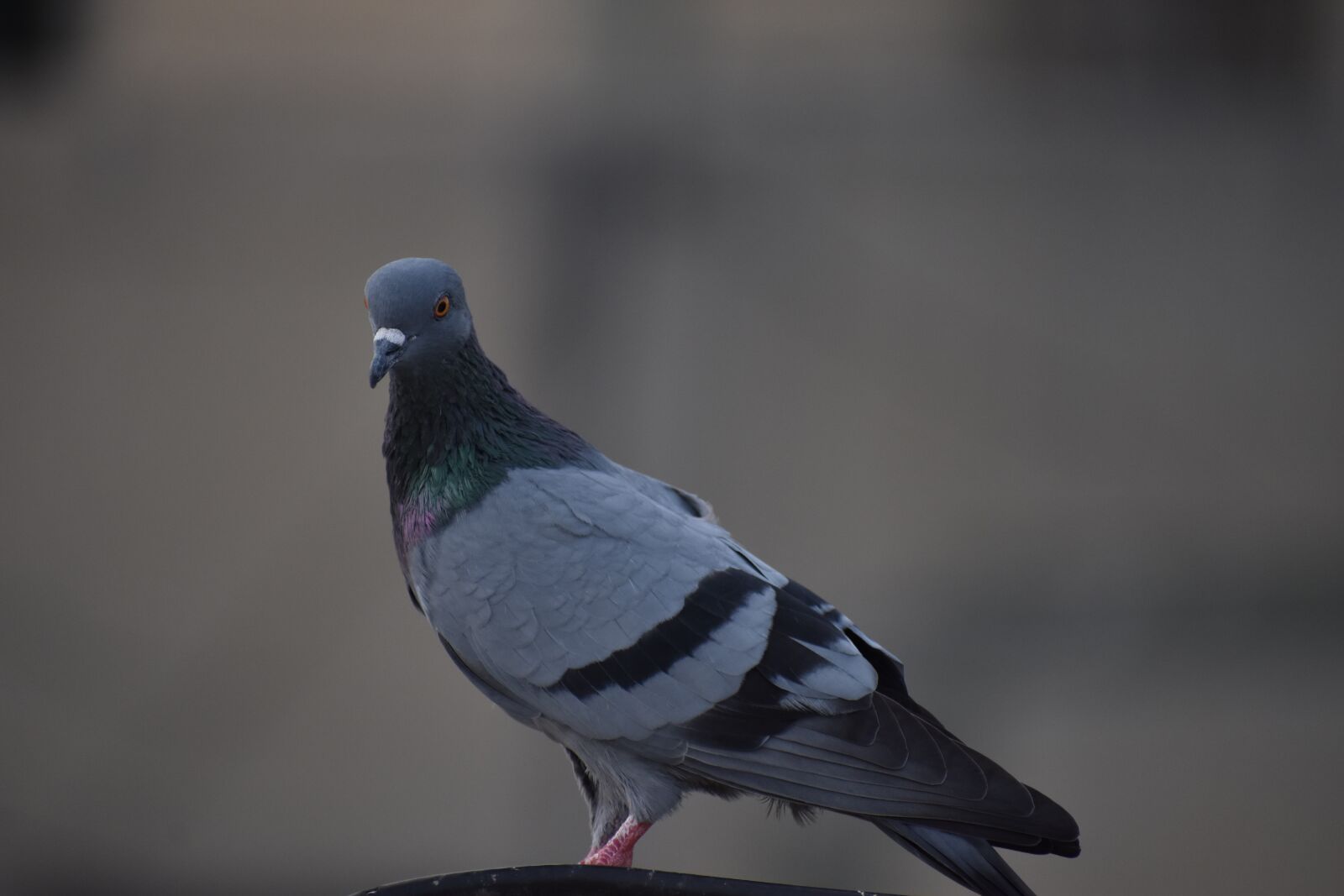Nikon D5600 sample photo. Pigeon, bird, feathers photography