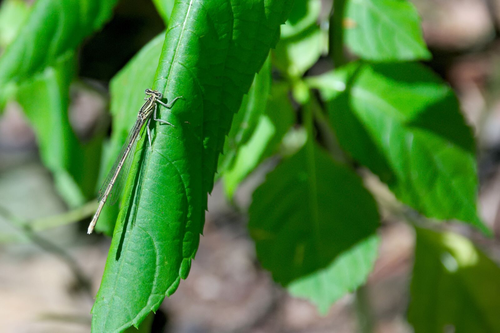 Nikon D3300 sample photo. Green, summer, grass photography