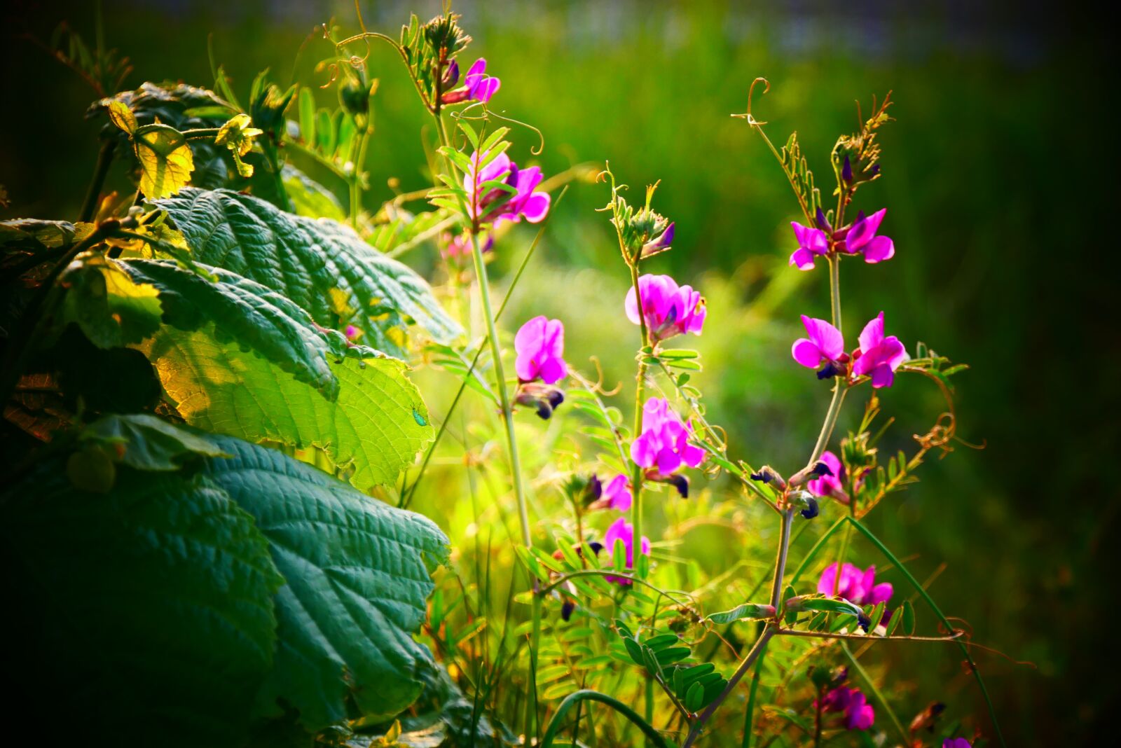 Panasonic Lumix DMC-G85 (Lumix DMC-G80) sample photo. Flower, flowers, summer photography