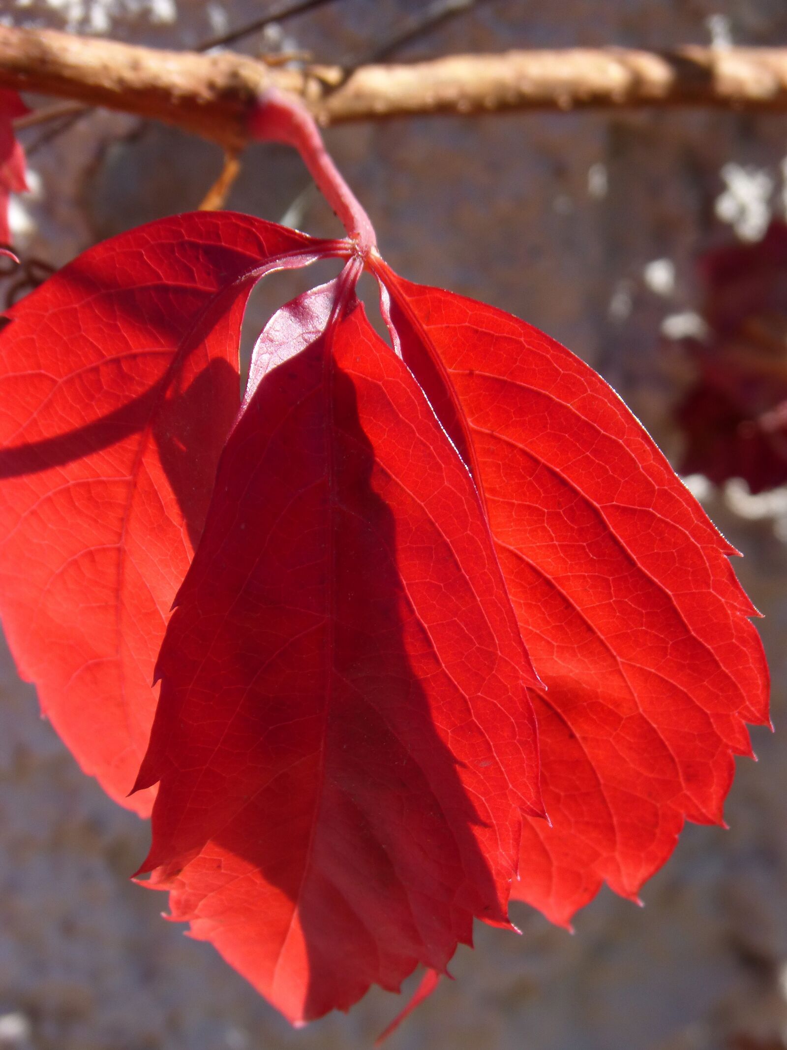Panasonic DMC-FZ62 sample photo. Red leaf, translucent, autumn photography