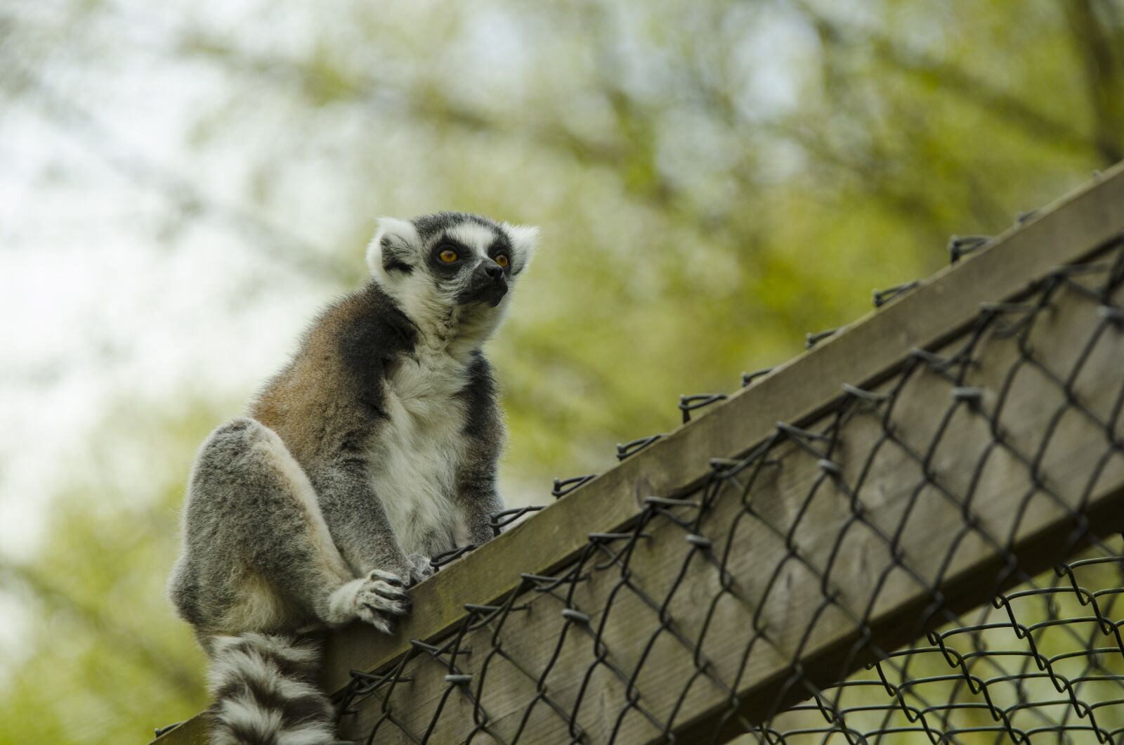 Nikon D7000 sample photo. Lemur, zoo, wildlife photography