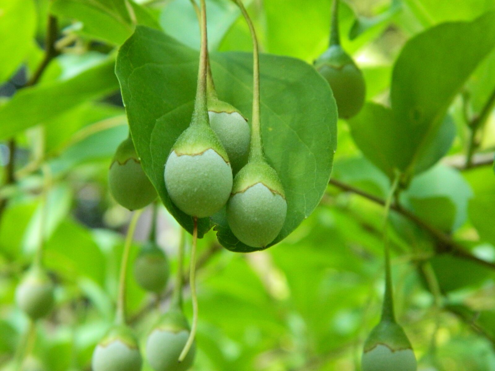 Nikon Coolpix L120 sample photo. Nature, acorns, leaves photography