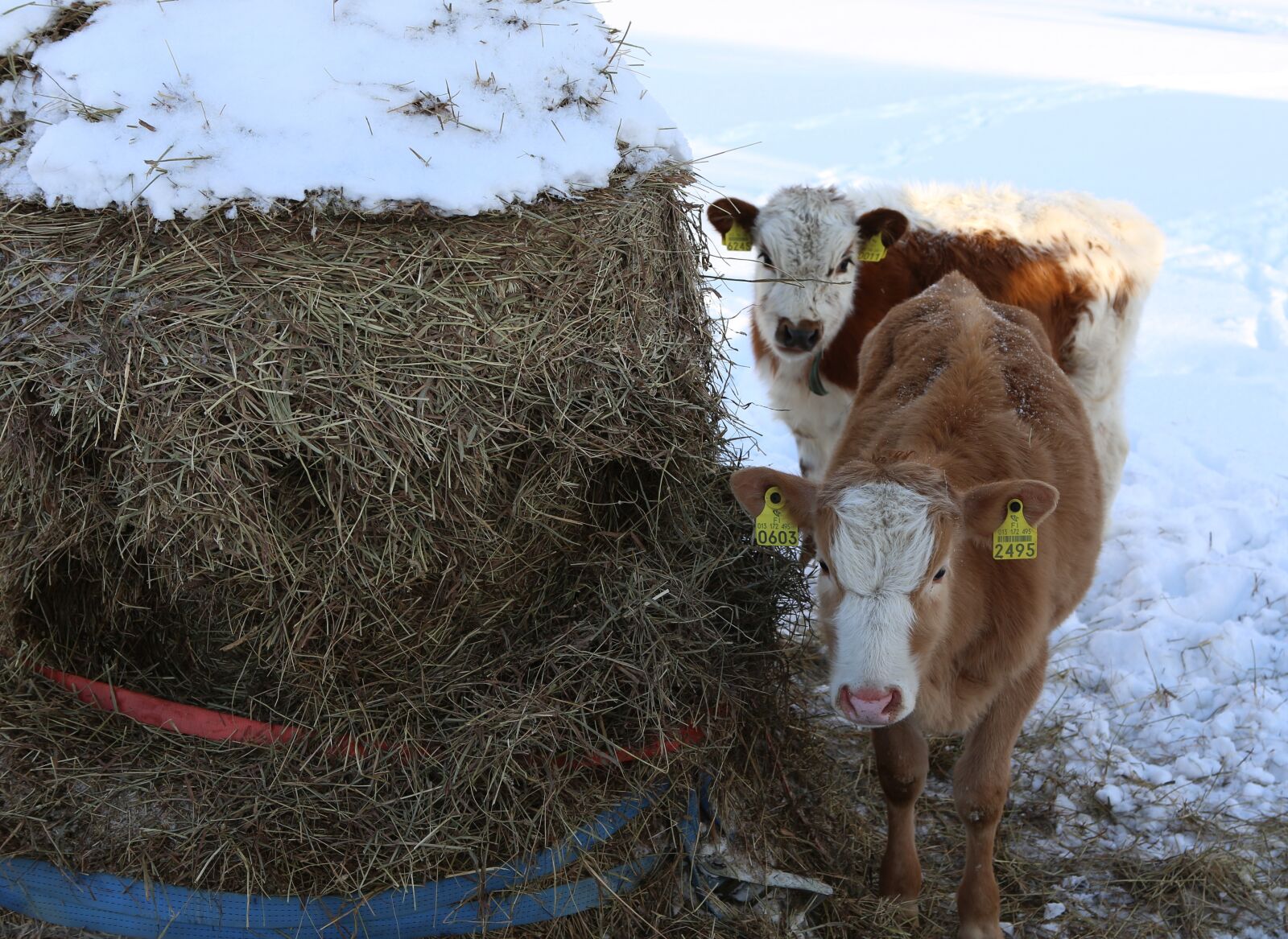 Canon EOS 6D + Canon EF 24-70mm F2.8L USM sample photo. The cow, bovine, a photography