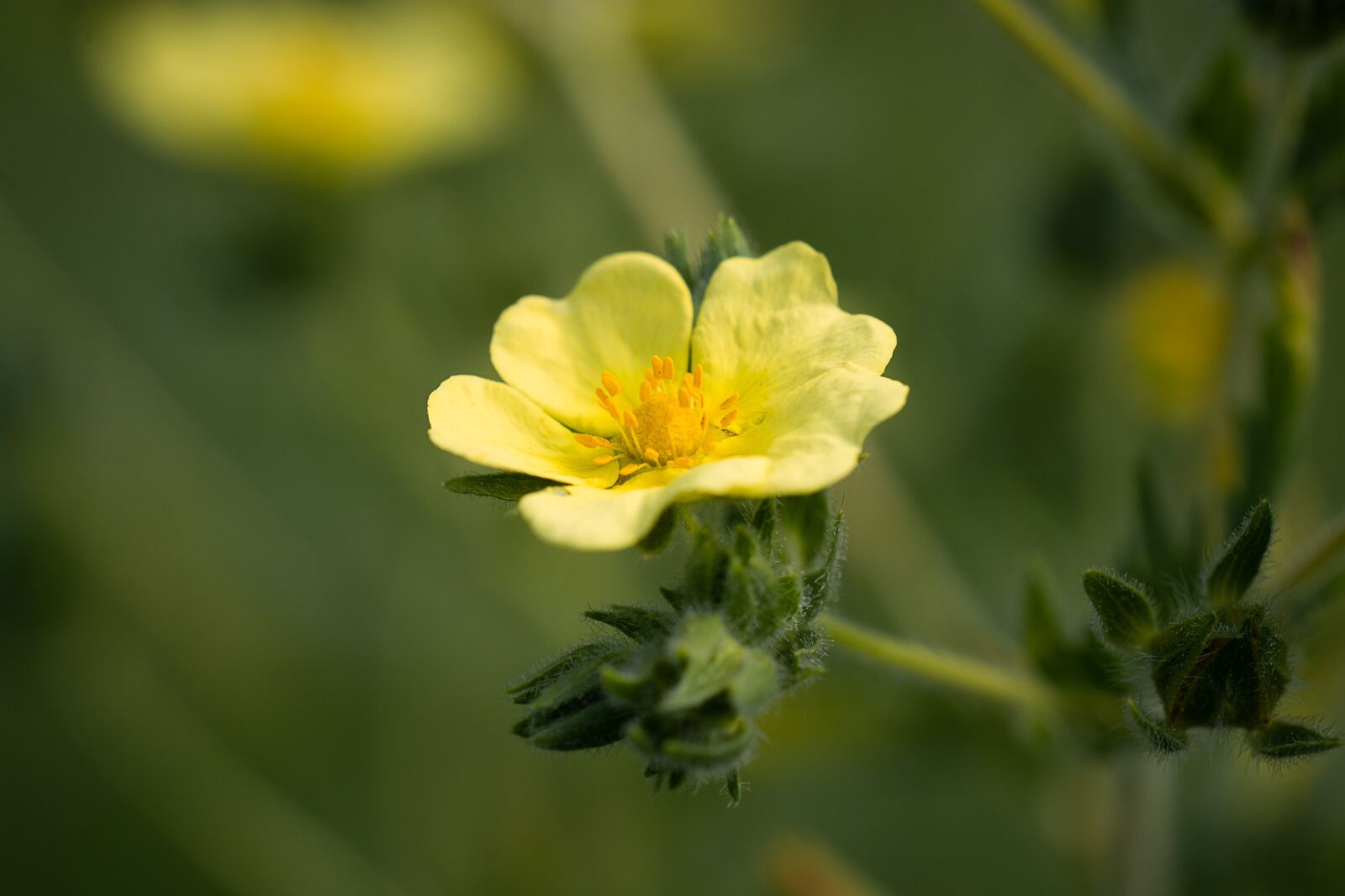 Nikon D7100 sample photo. Blossom, bloom, yellow photography