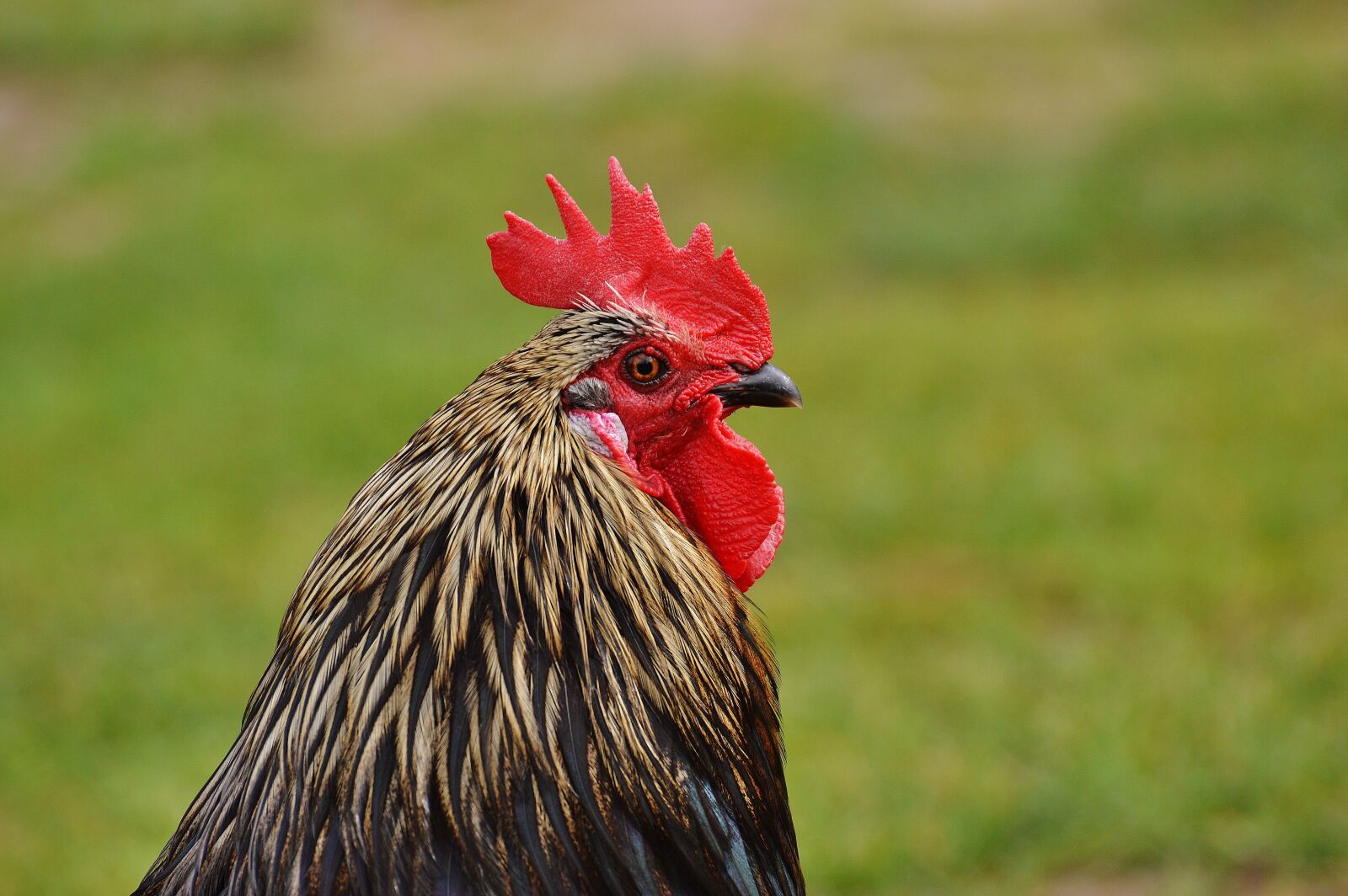 Nikon D3200 sample photo. Hahn, wildpark poing, pride photography
