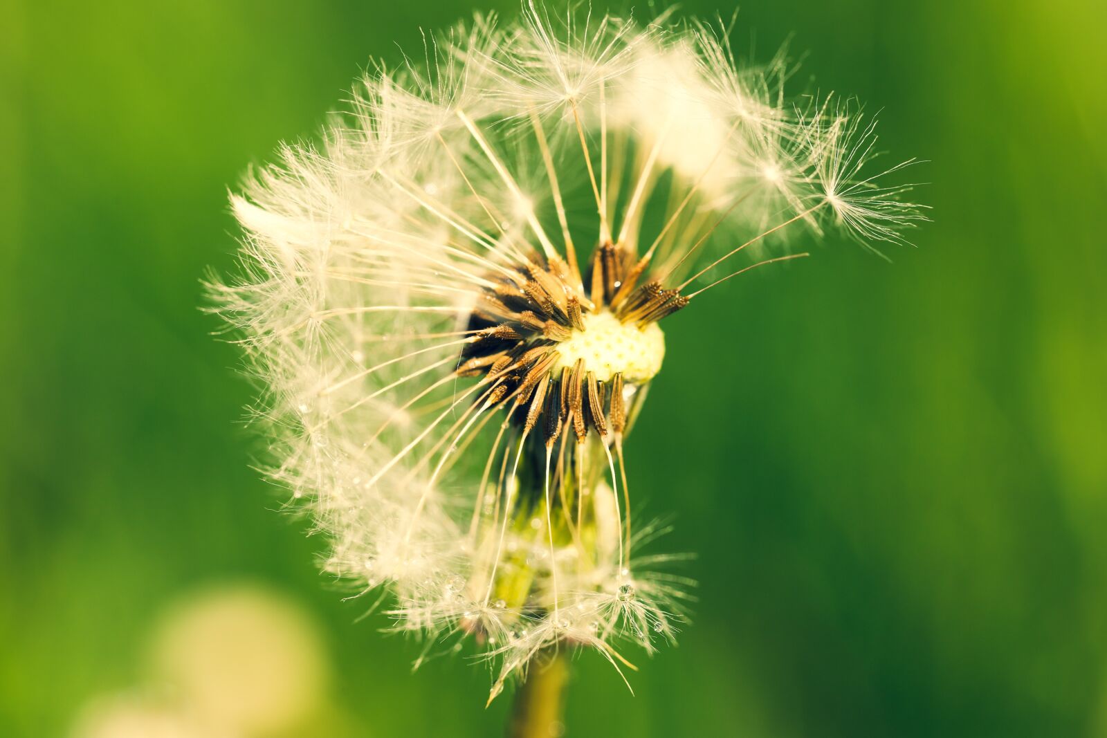 Canon EOS R sample photo. Dandelion, withered, flower photography