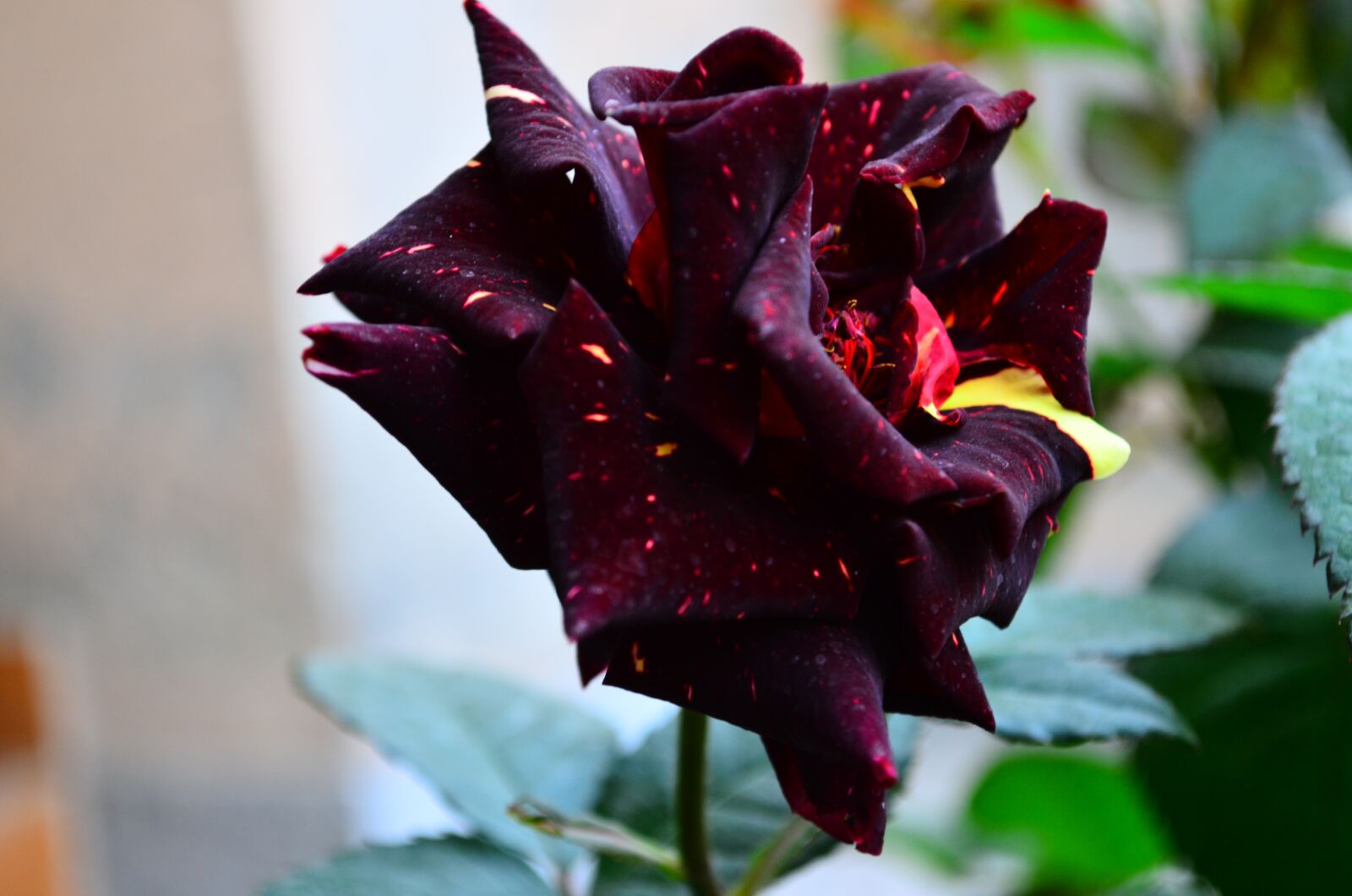 Nikon D5100 sample photo. People, nature, landscape photography