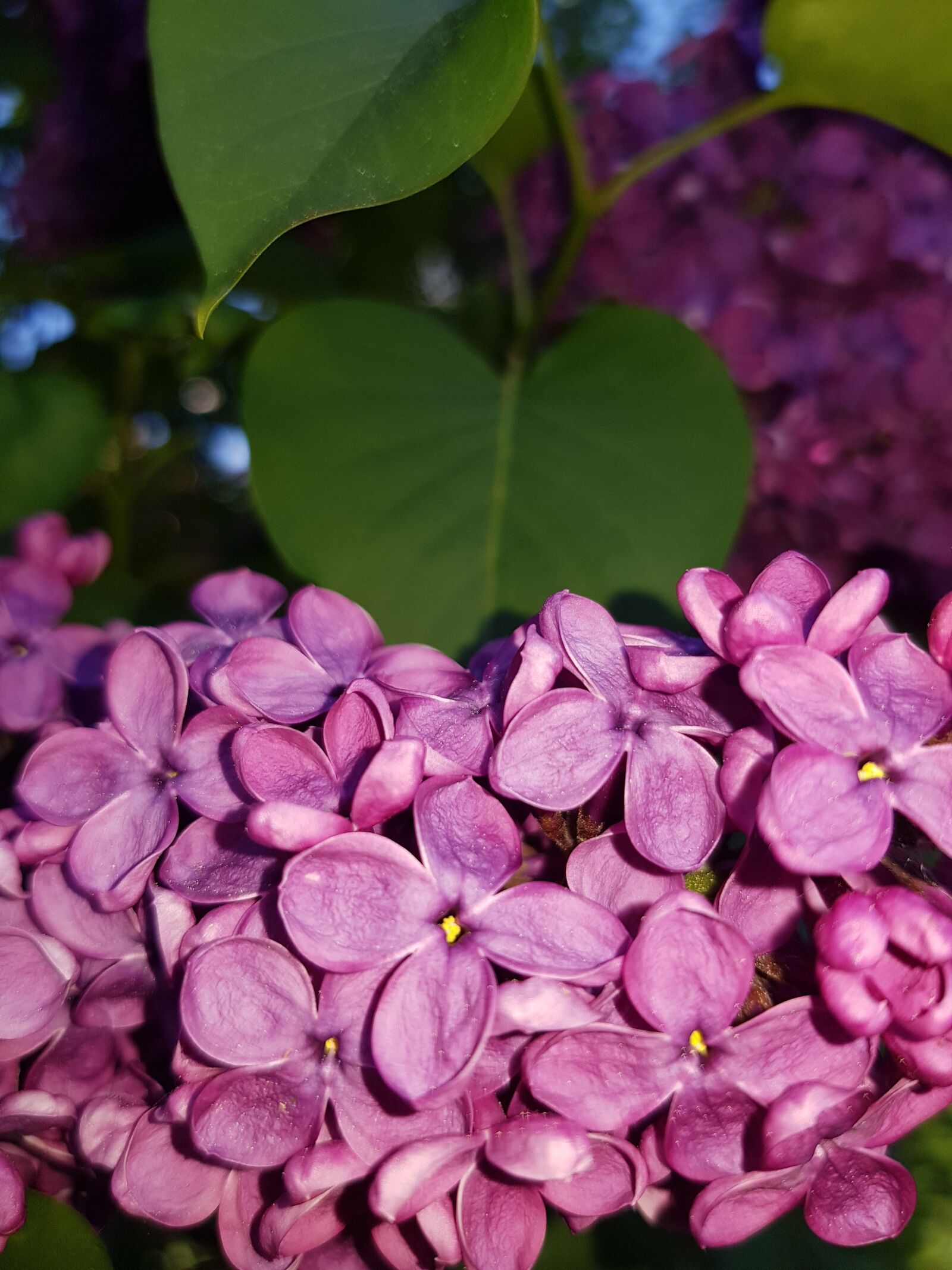 Samsung Galaxy S8 sample photo. Lilac, purple, tree photography