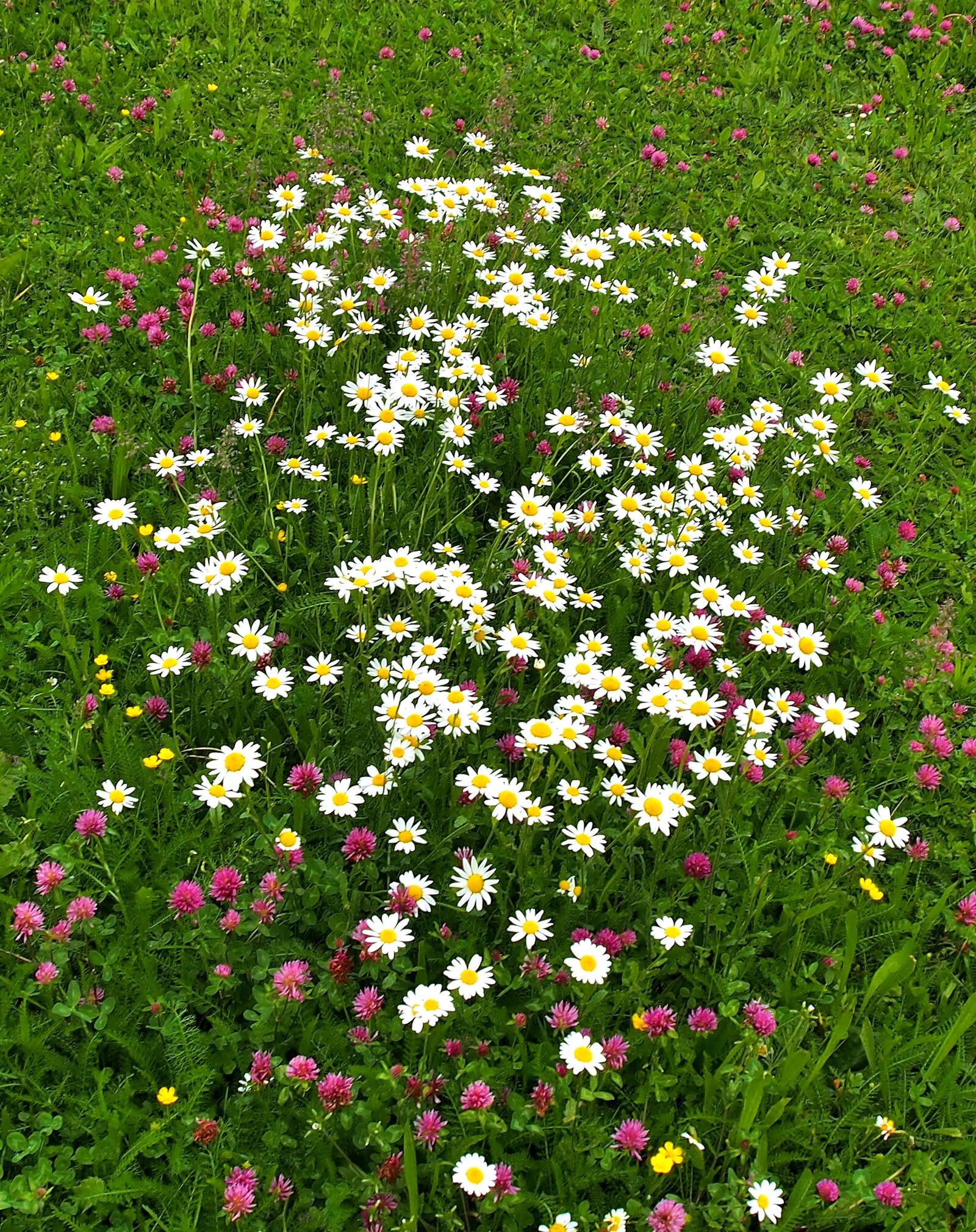 Olympus OM-D E-M5 + OLYMPUS M.12-50mm F3.5-6.3 sample photo. Clover, wildflowers, daisies photography