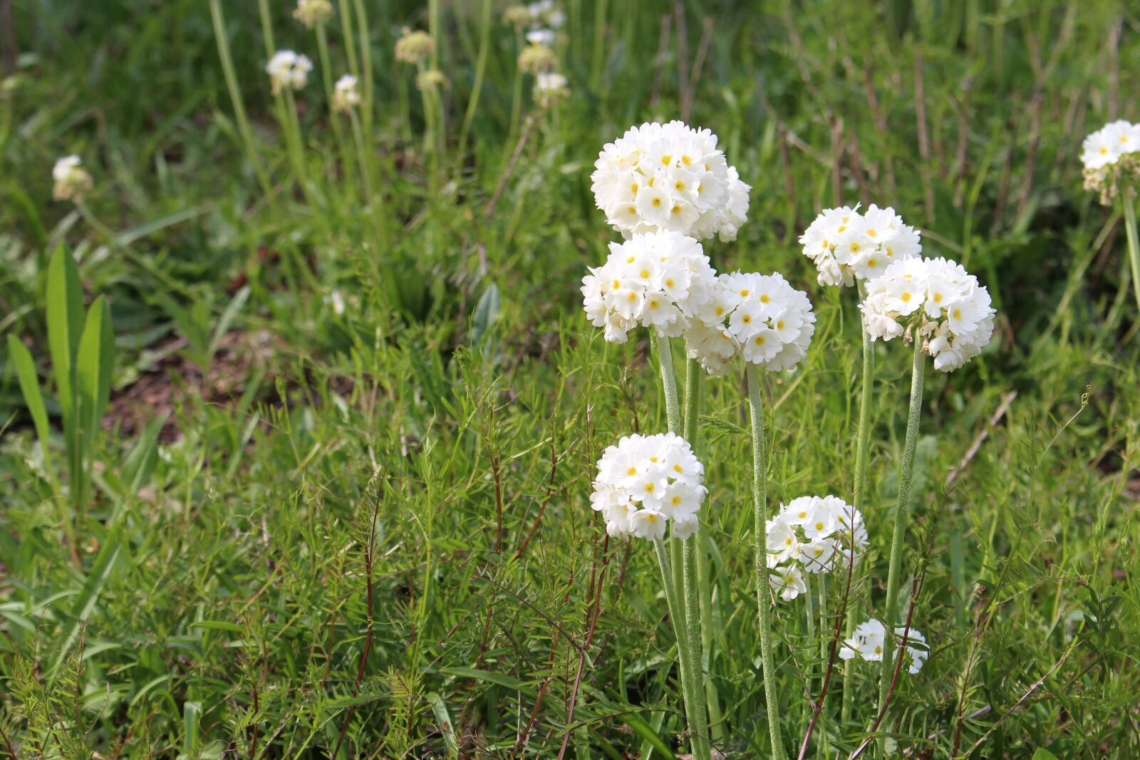 Canon EOS 700D (EOS Rebel T5i / EOS Kiss X7i) sample photo. Flowers, white, summer photography