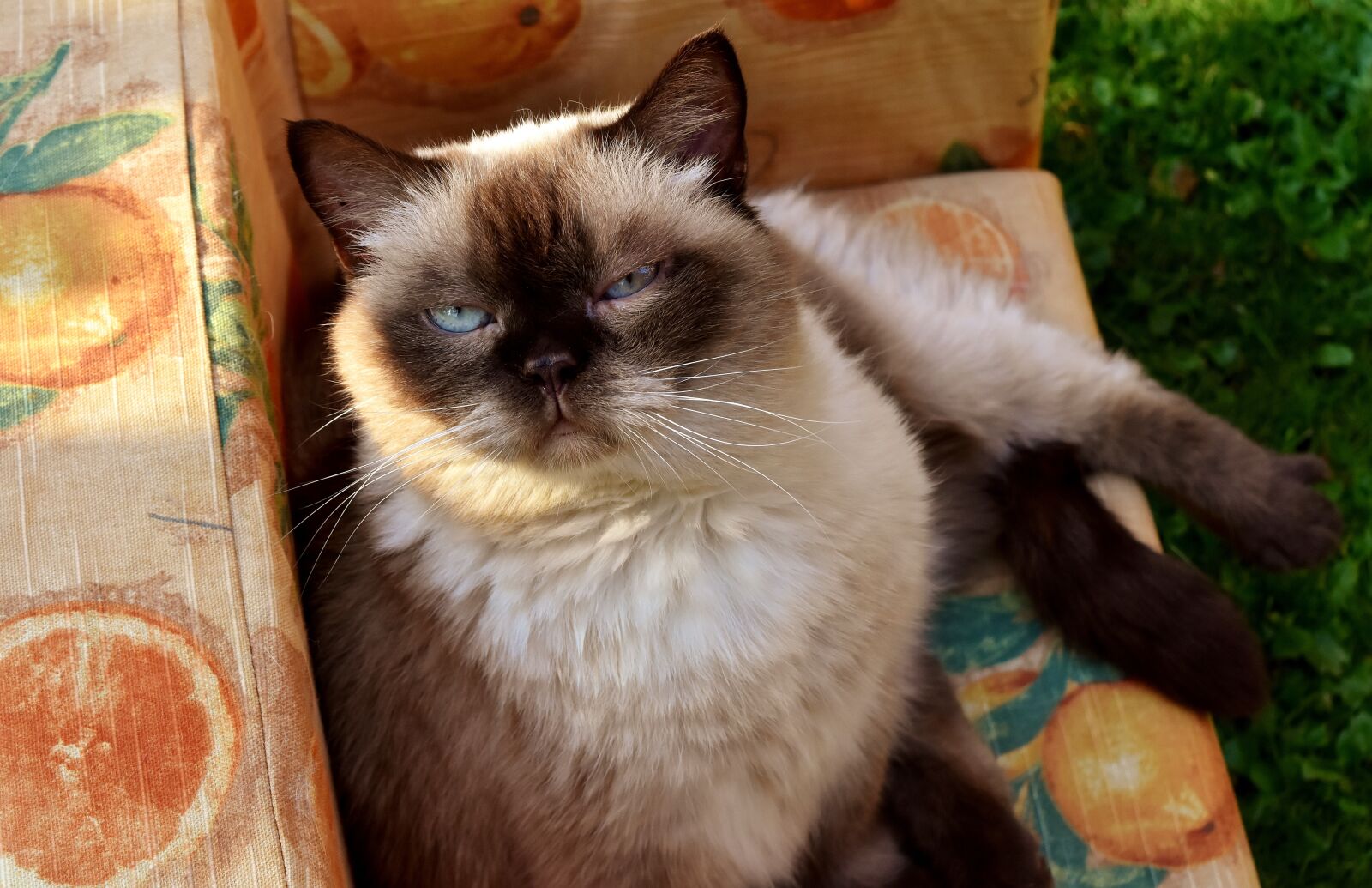Nikon D7200 sample photo. British shorthair, cat, mieze photography