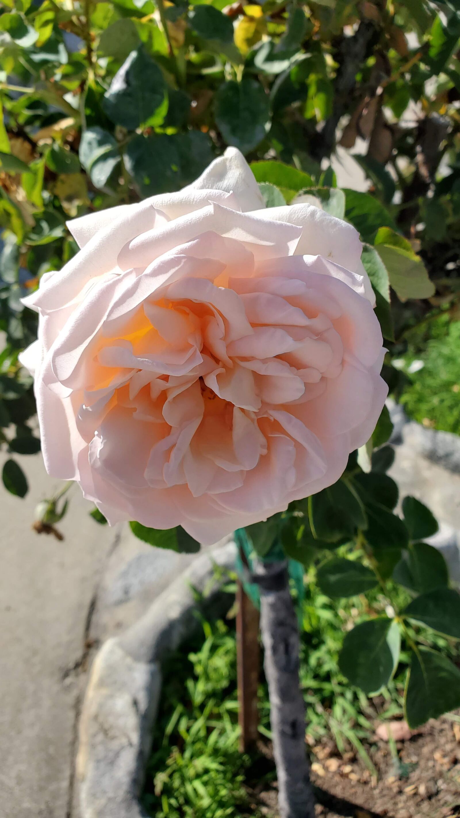 Samsung Galaxy S10+ sample photo. Flower, nature, plant photography