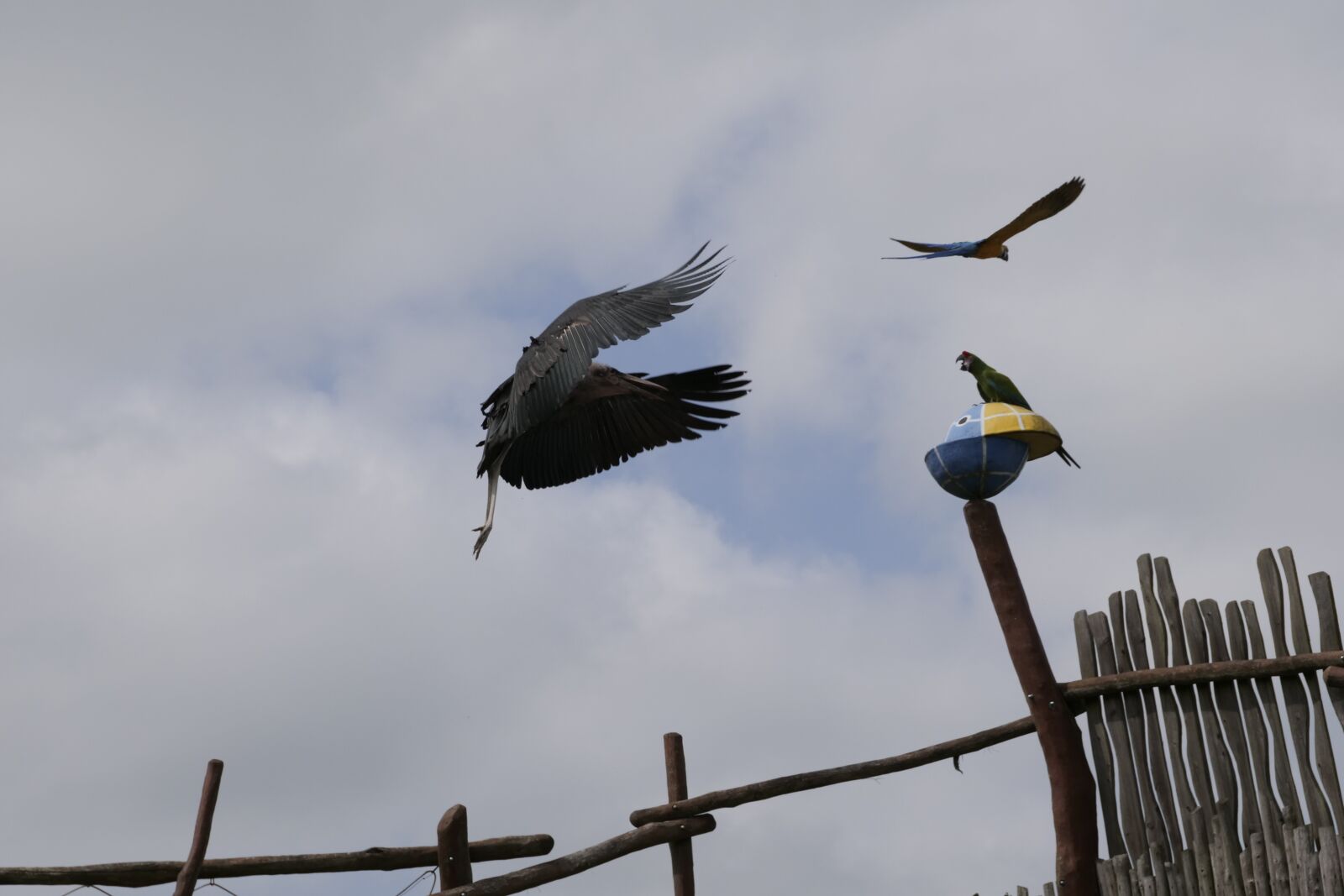Panasonic Lumix DC-G9 sample photo. Marabu, adjutant bird, scavengers photography