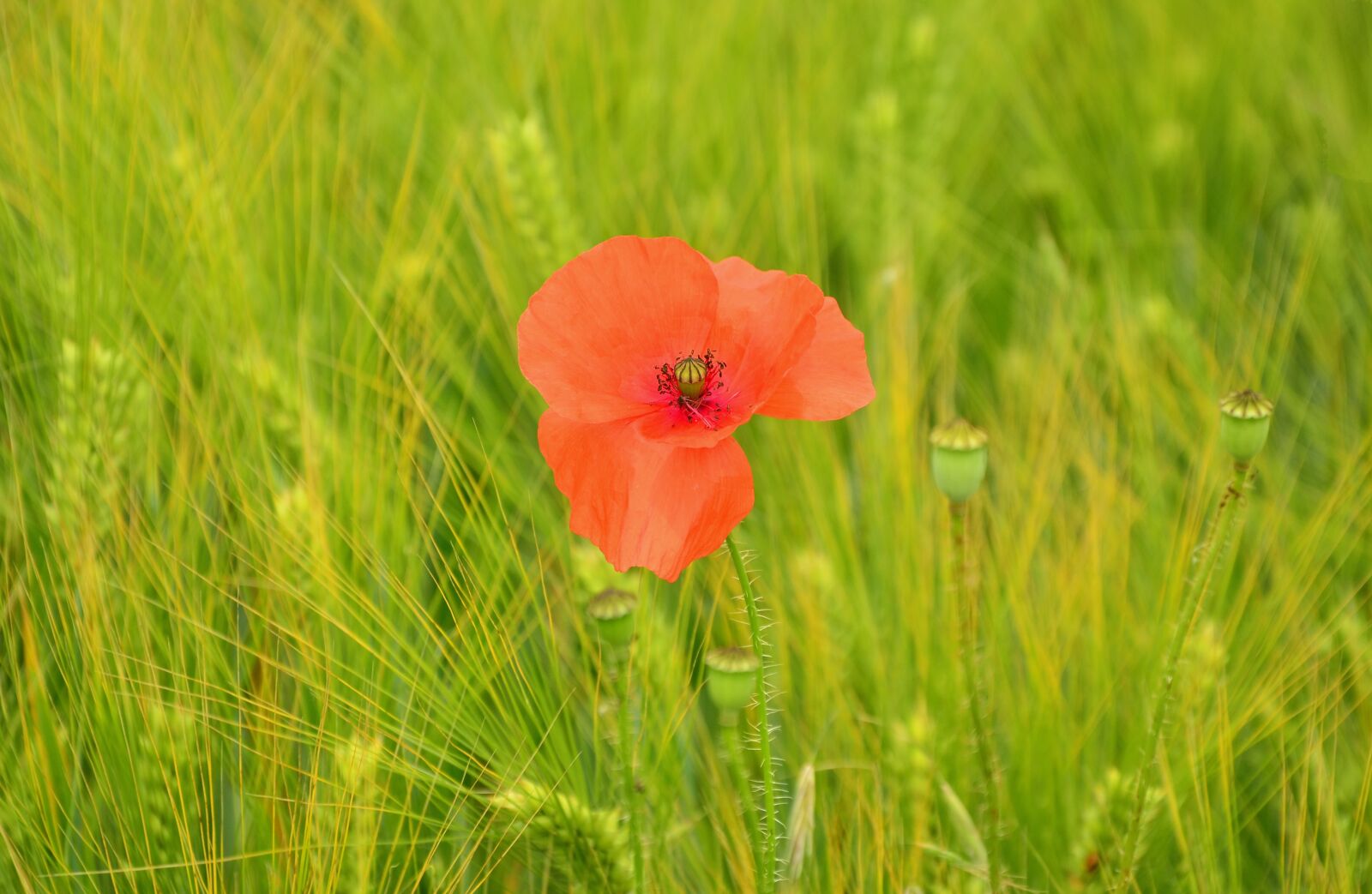 Nikon D5100 sample photo. Poppy, poppy flower, barley photography