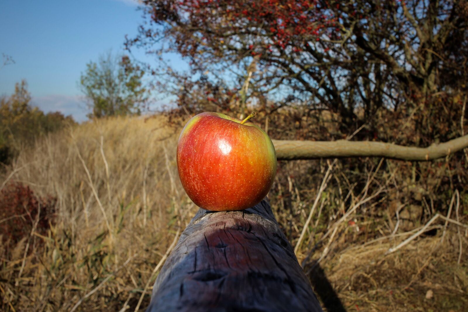 Canon EF-S 24mm F2.8 STM sample photo. Apple, close up, fruit photography