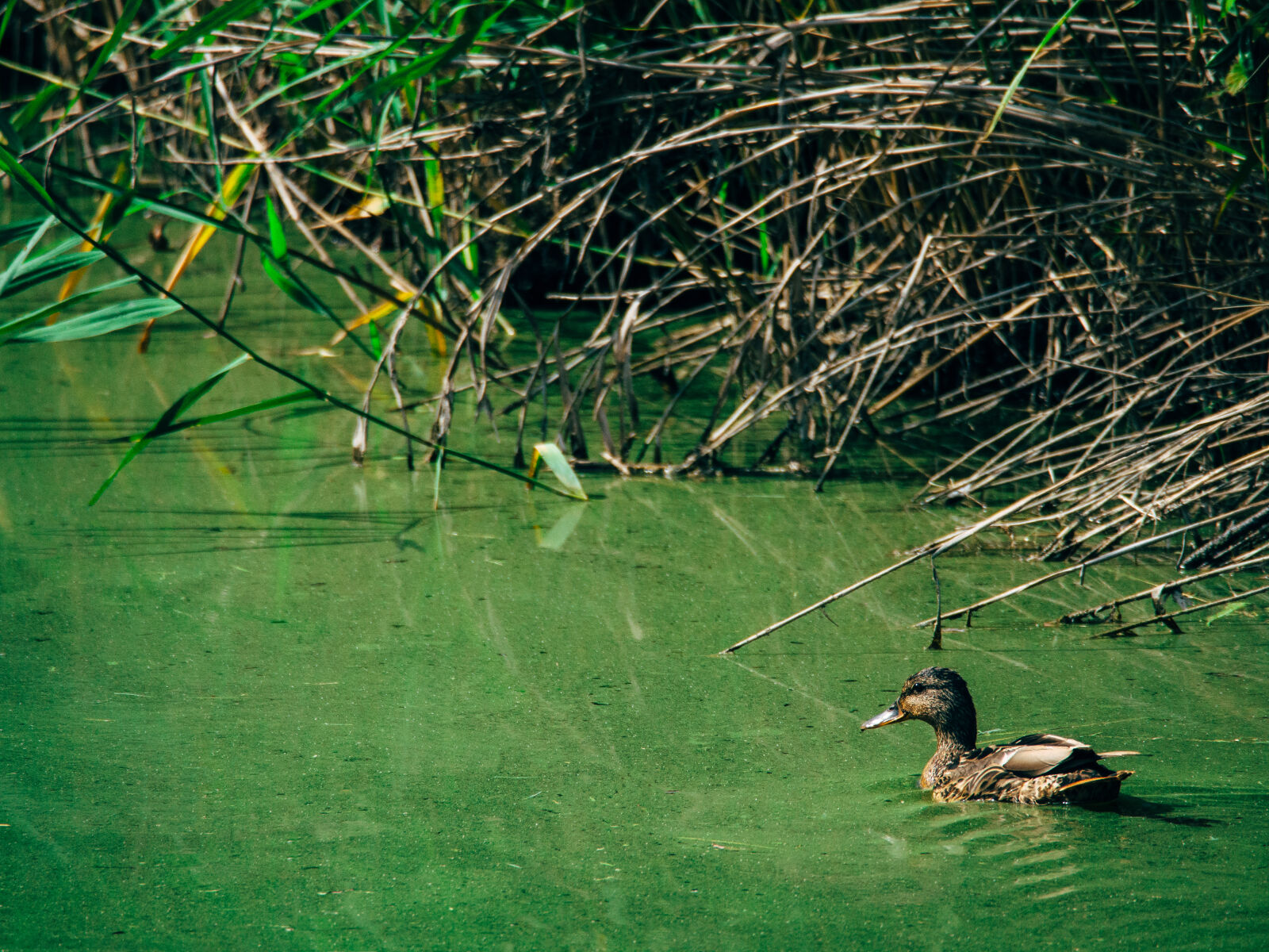 Olympus OM-D E-M5 sample photo. Animal, bird, duck, green photography