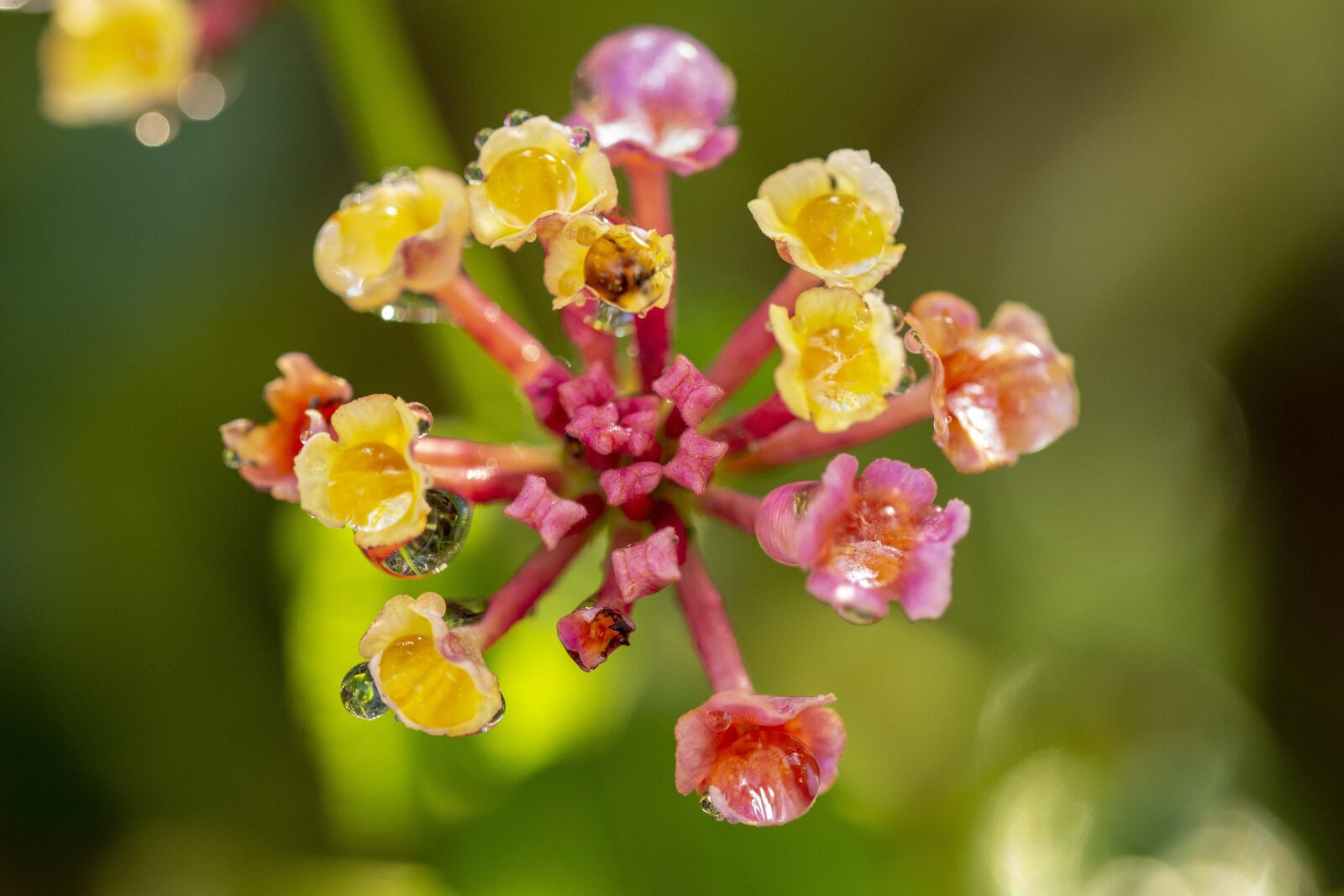Nikon D600 sample photo. Flowers, nature, plant photography