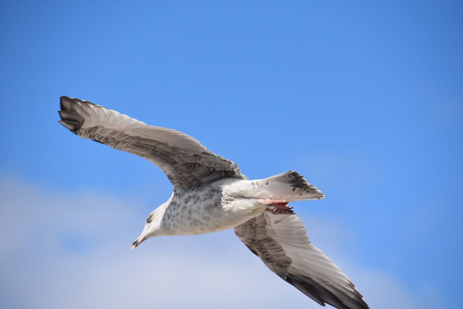 Nikon D5600 sample photo. Gull, gull-gray, a species photography