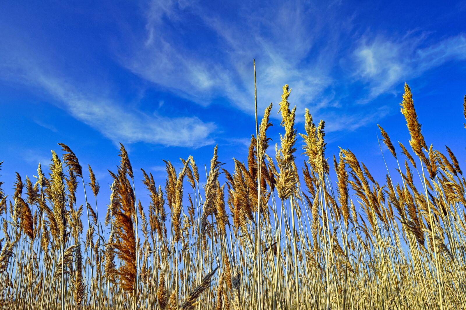 Nikon D3300 sample photo. Beach, grass, scenic photography