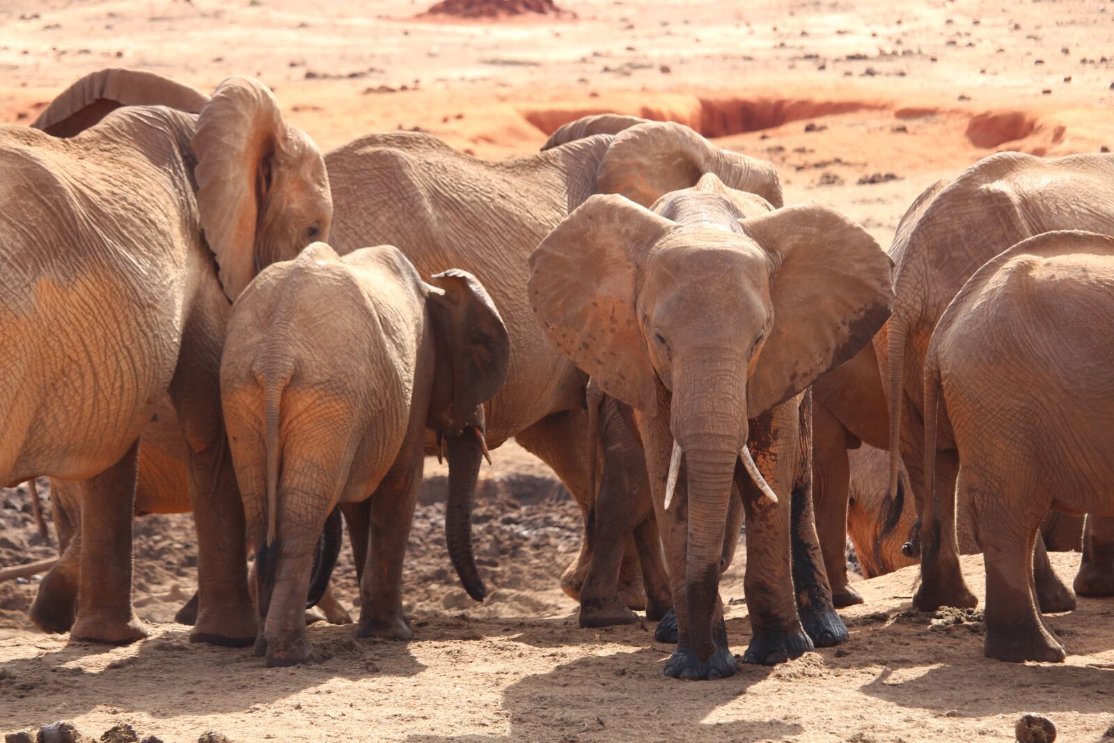 Canon EF-S 55-250mm F4-5.6 IS STM sample photo. Elephant, herd of elephants photography