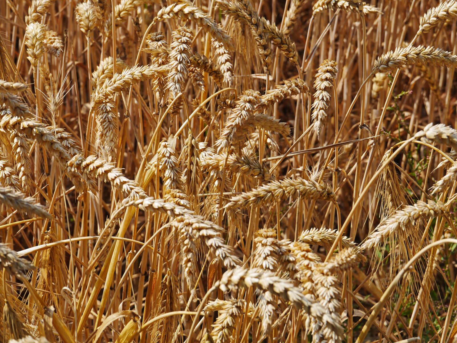 Panasonic Lumix DMC-GH3 sample photo. Harvest time, cornfield, cereals photography